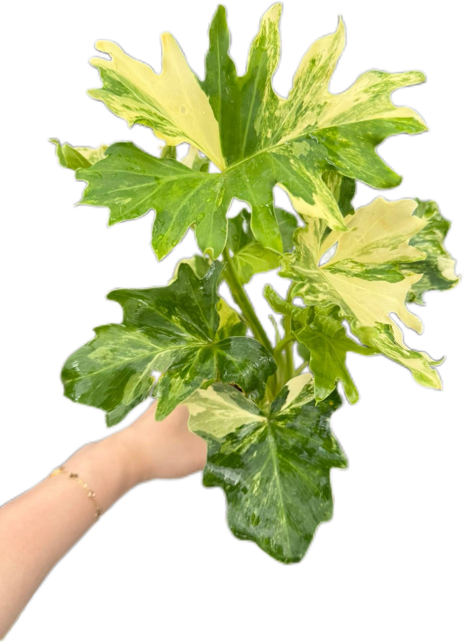 Philodendron Selloum Variegated [Wholesale Set of 10 Plants