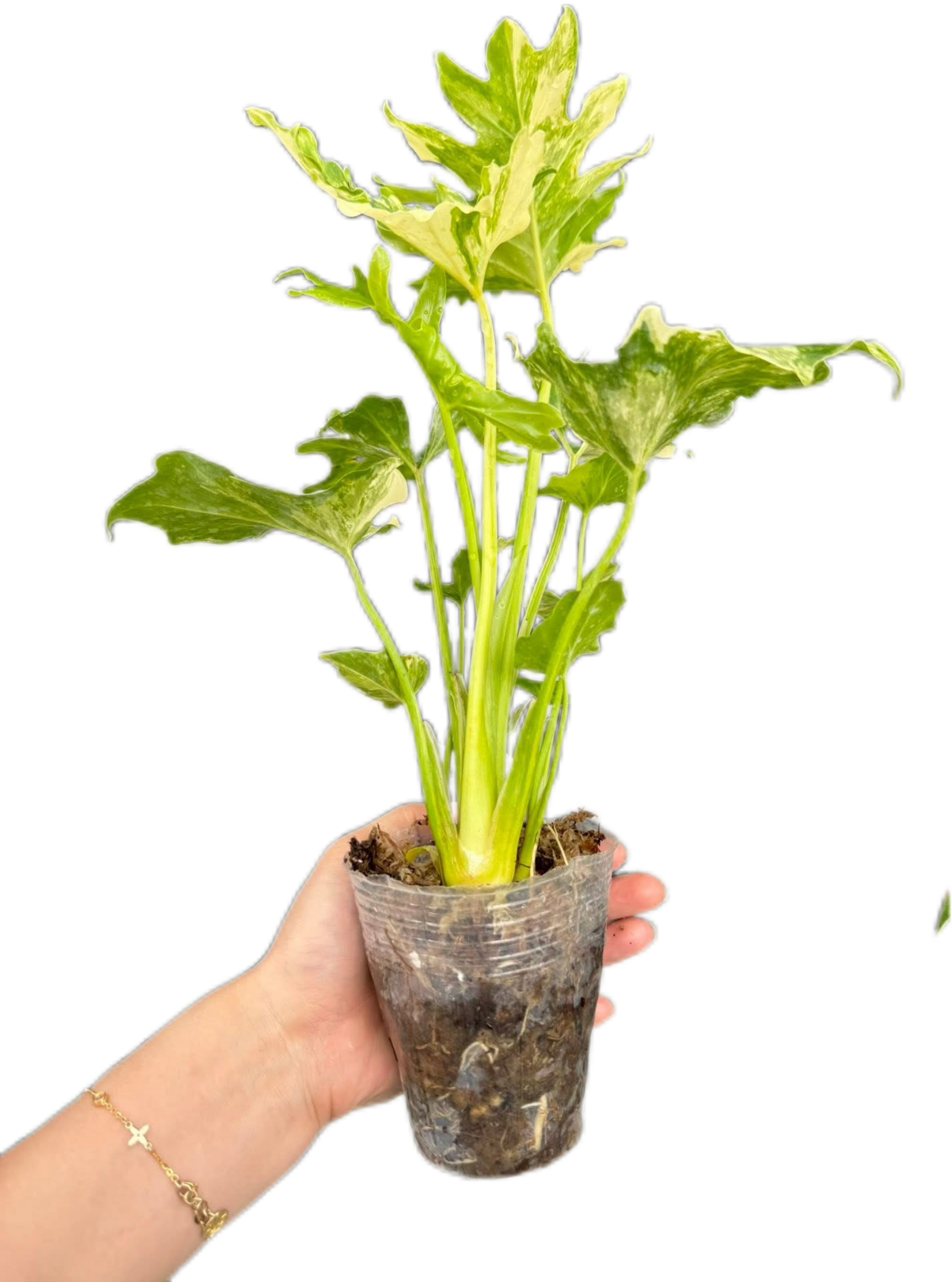 Philodendron Selloum Variegated [Wholesale Set of 10 Plants
