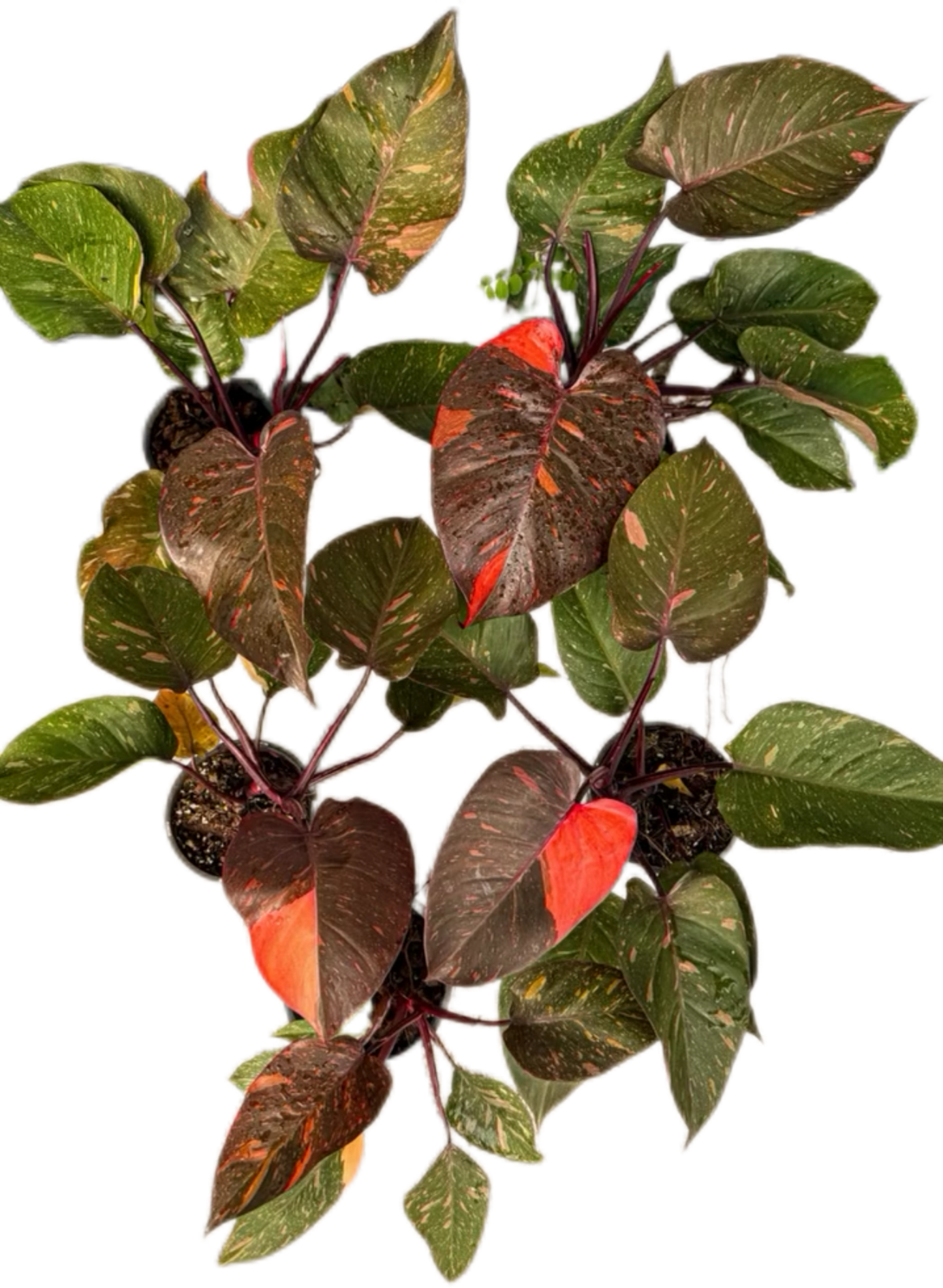 Philodendron Orange Princess Variegated Set of 10 Plants