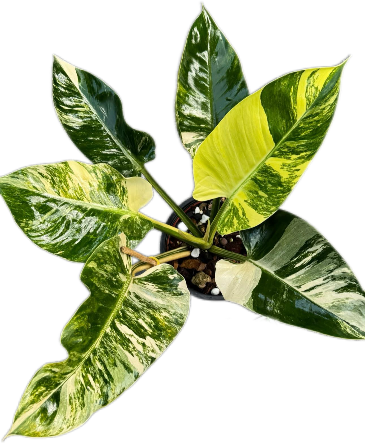 Philodendron Green Congo Variegated (Regular) Big