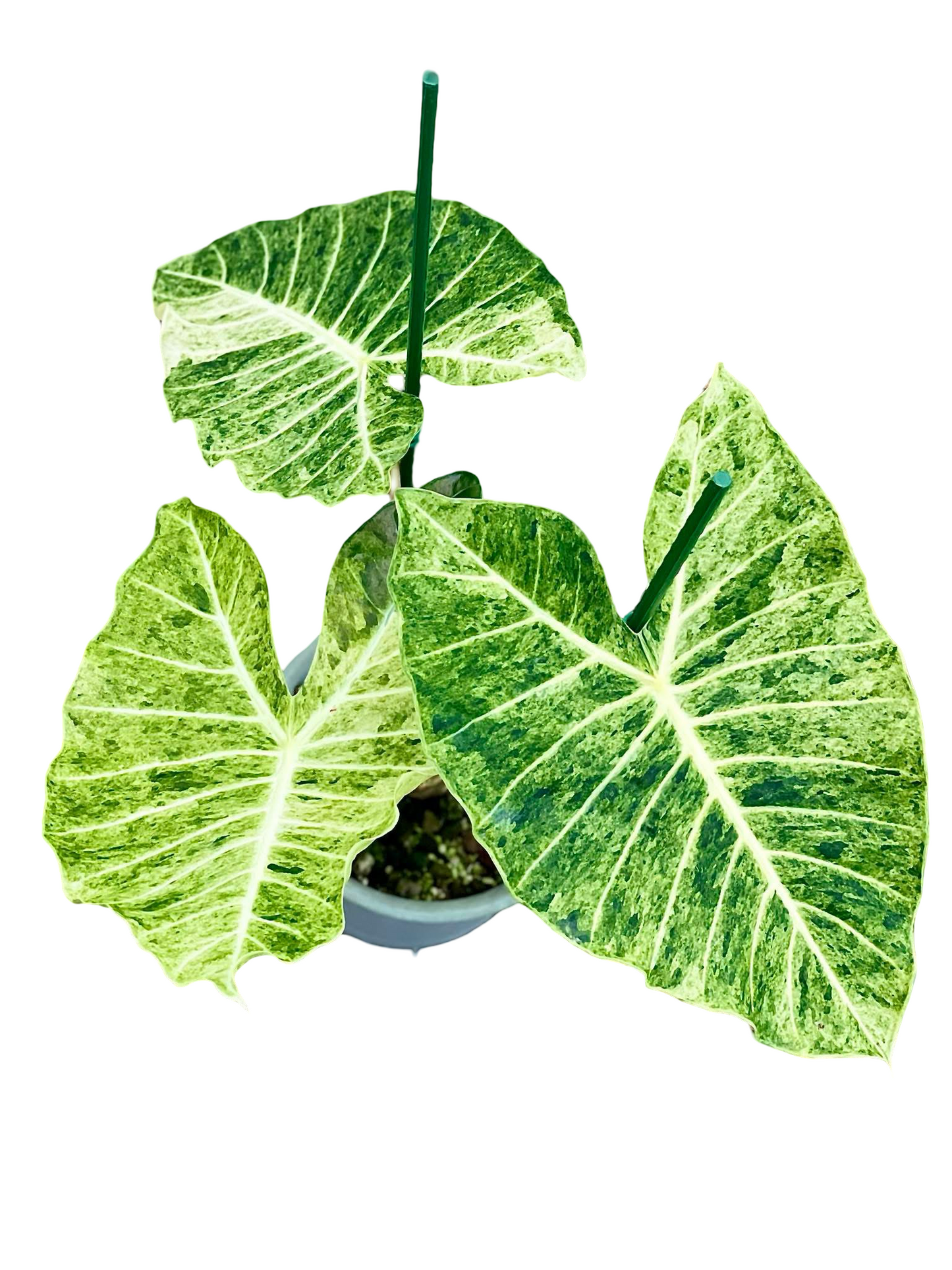 Alocasia sp. NOID “Satun Variegated” — Discovered in Satun, Thailand