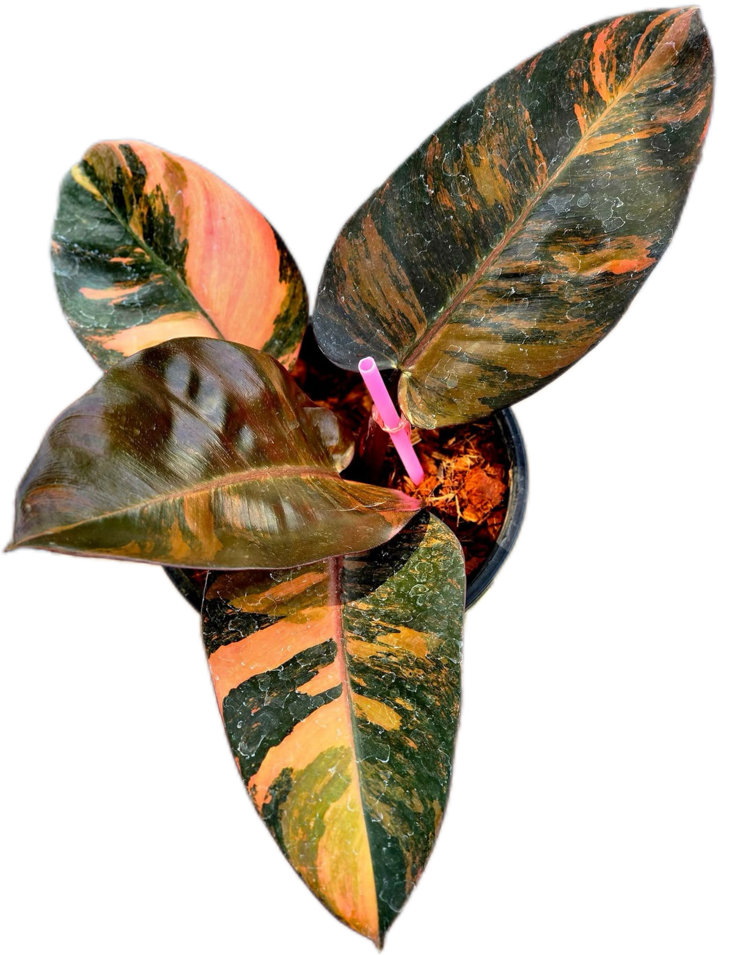 Philodendron Black cardinal variegated #1