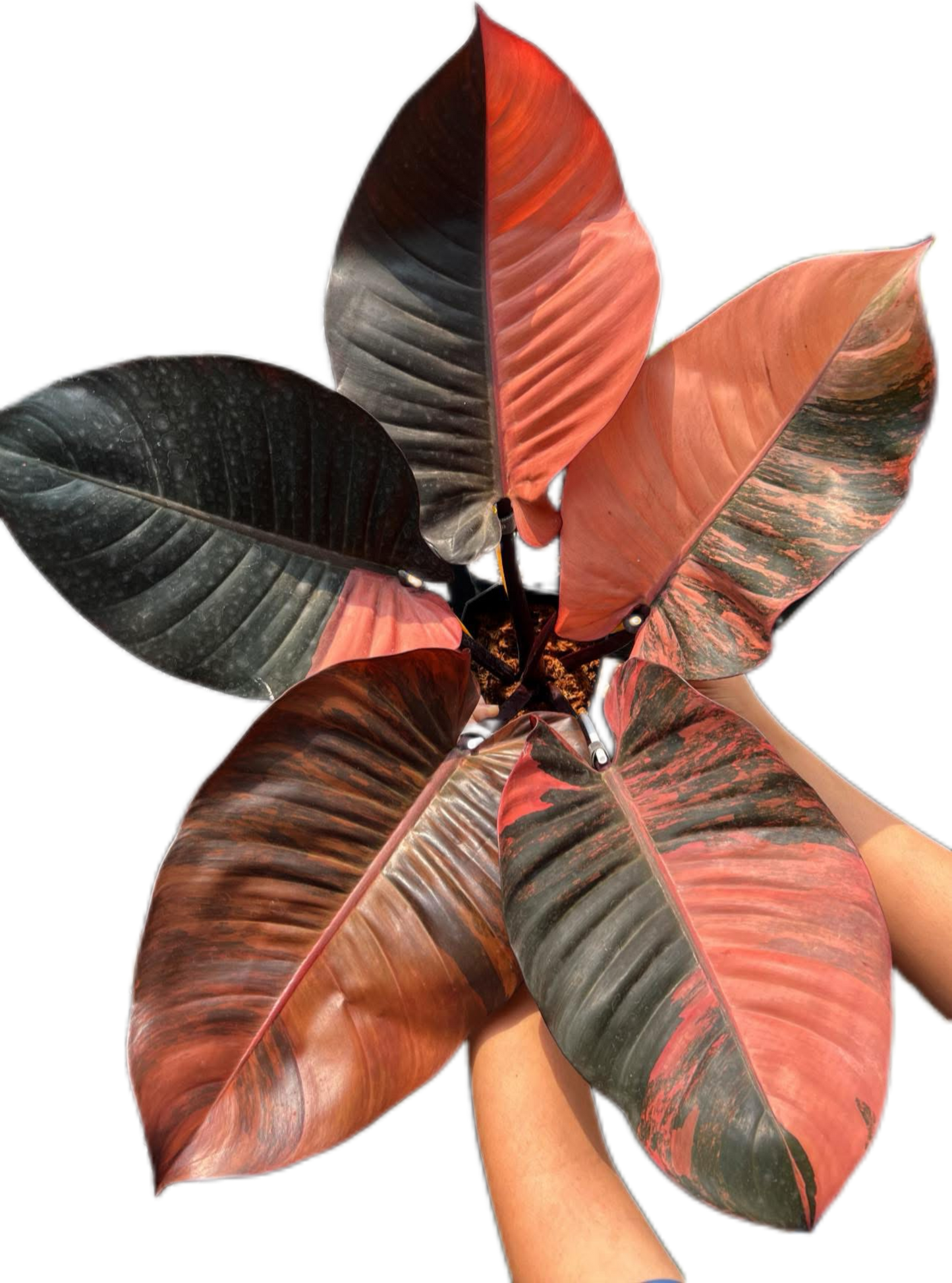 Philodendron Black cardinal variegated #1