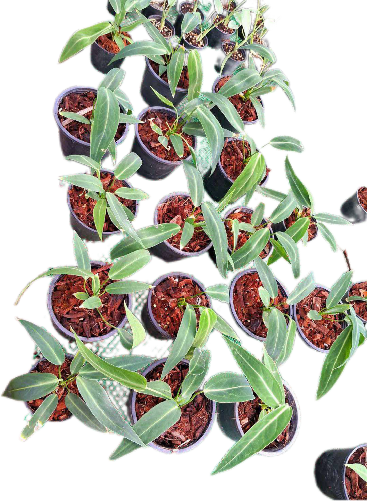 Anthurium Warocqueanum “Queen” Set of 10 Plants