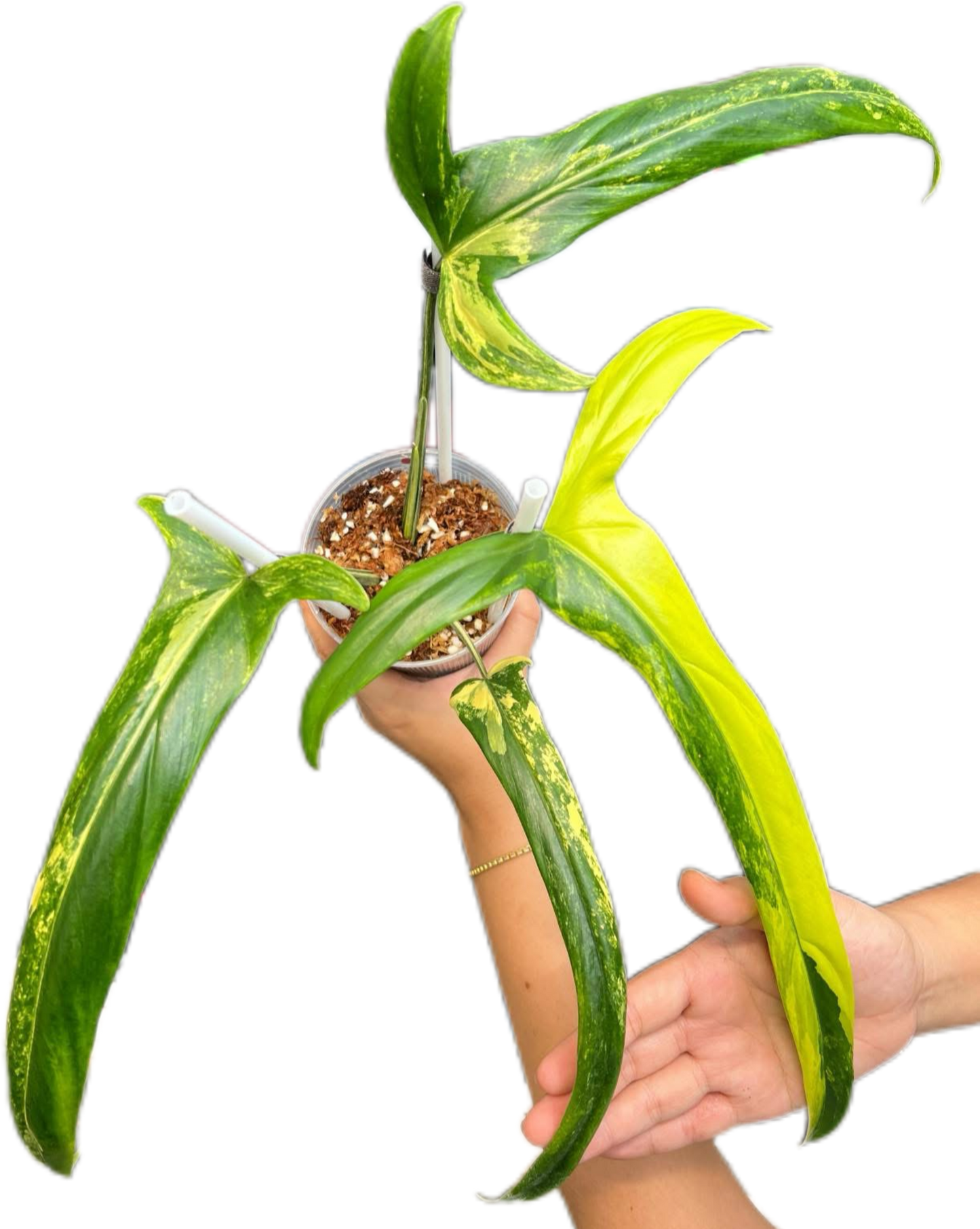 Philodendron holtonianum “Aurea Variegated”
