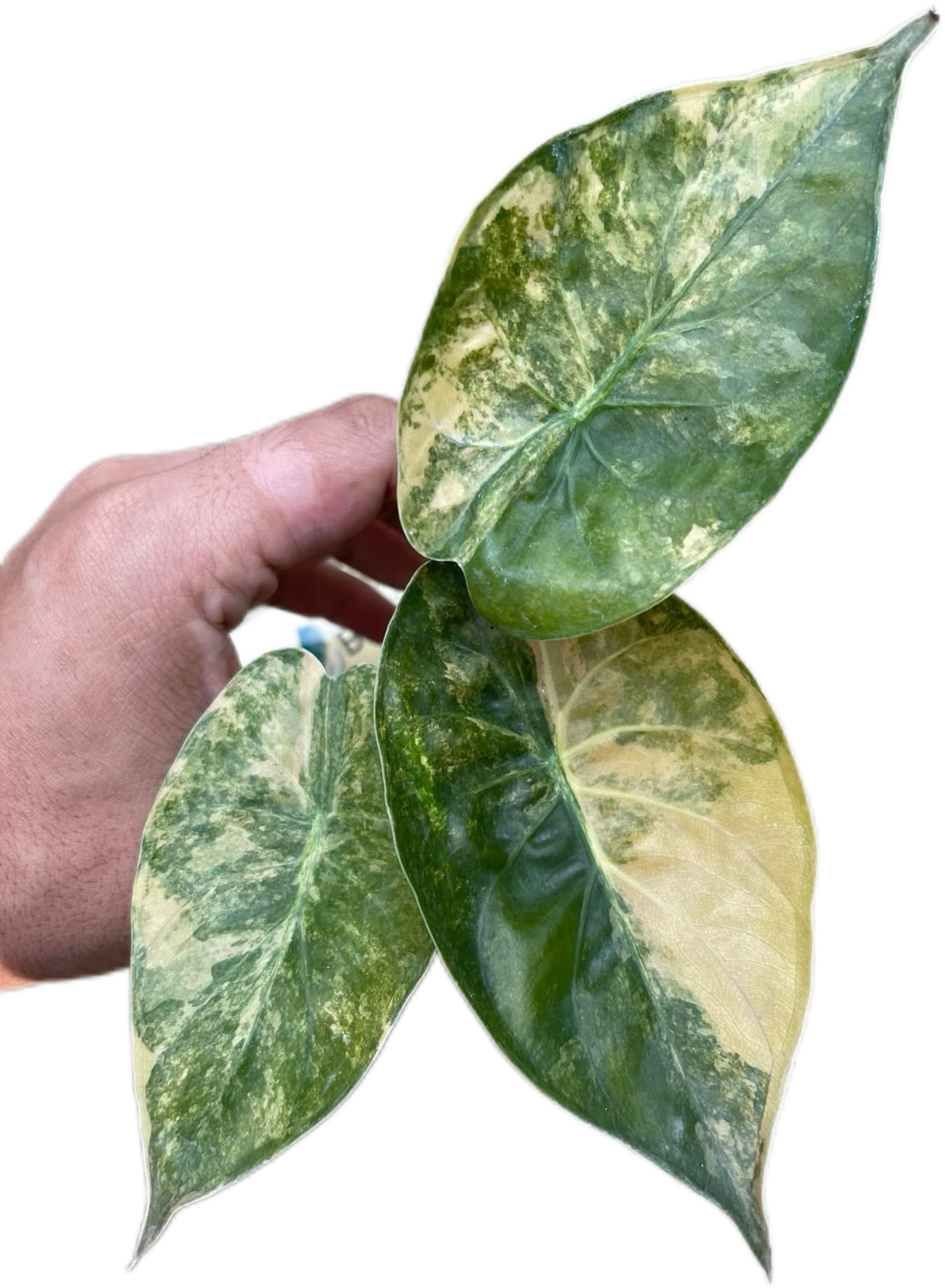 Alocasia Wentii “Aurea” Variegated