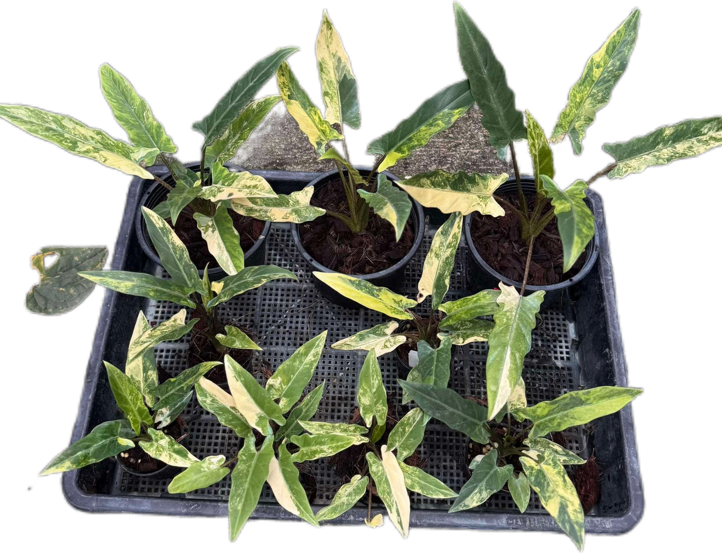Alocasia Lauterbachiana “Aurea” Variegated