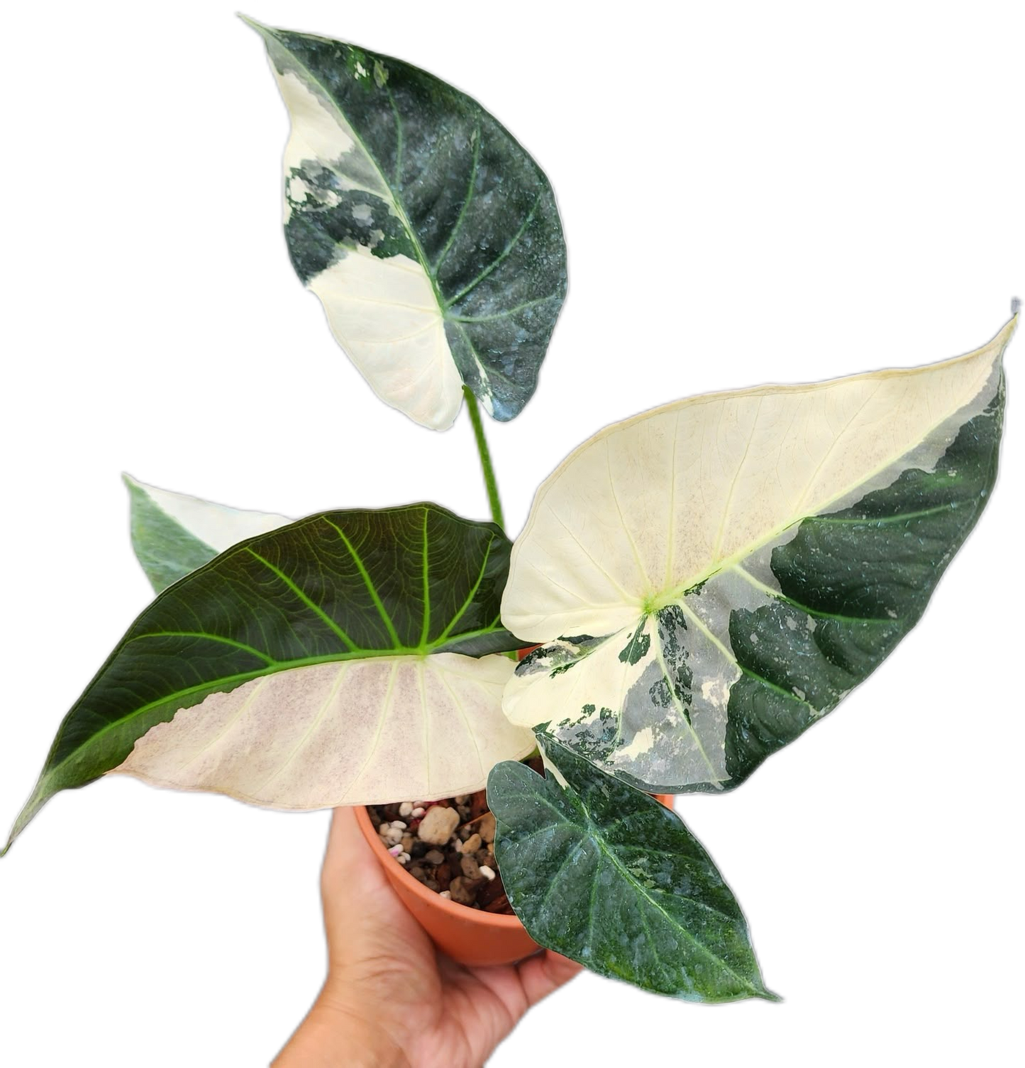 Alocasia Regal Shield “Albo” Variegated