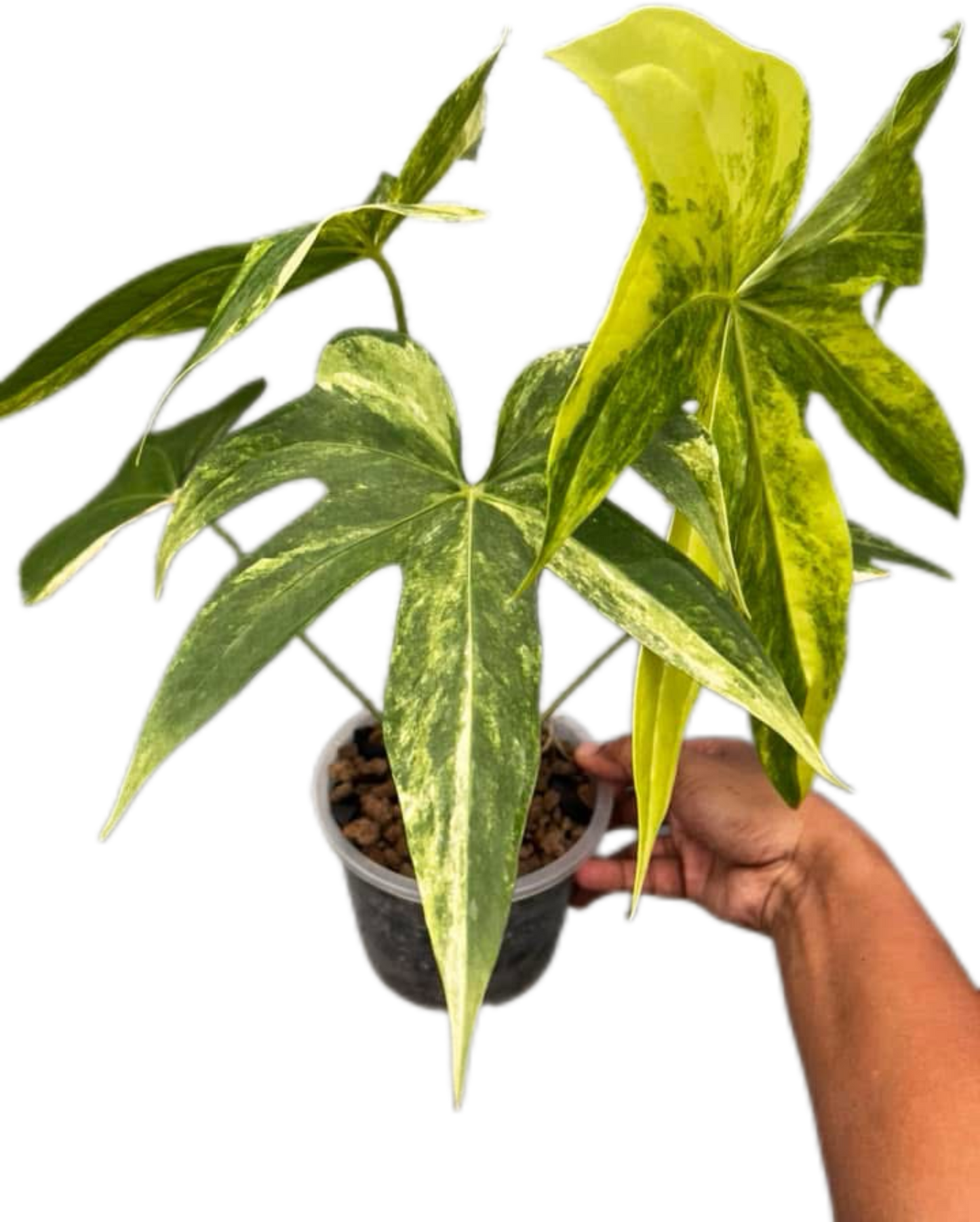 Anthurium pedatorradiatum Variegated