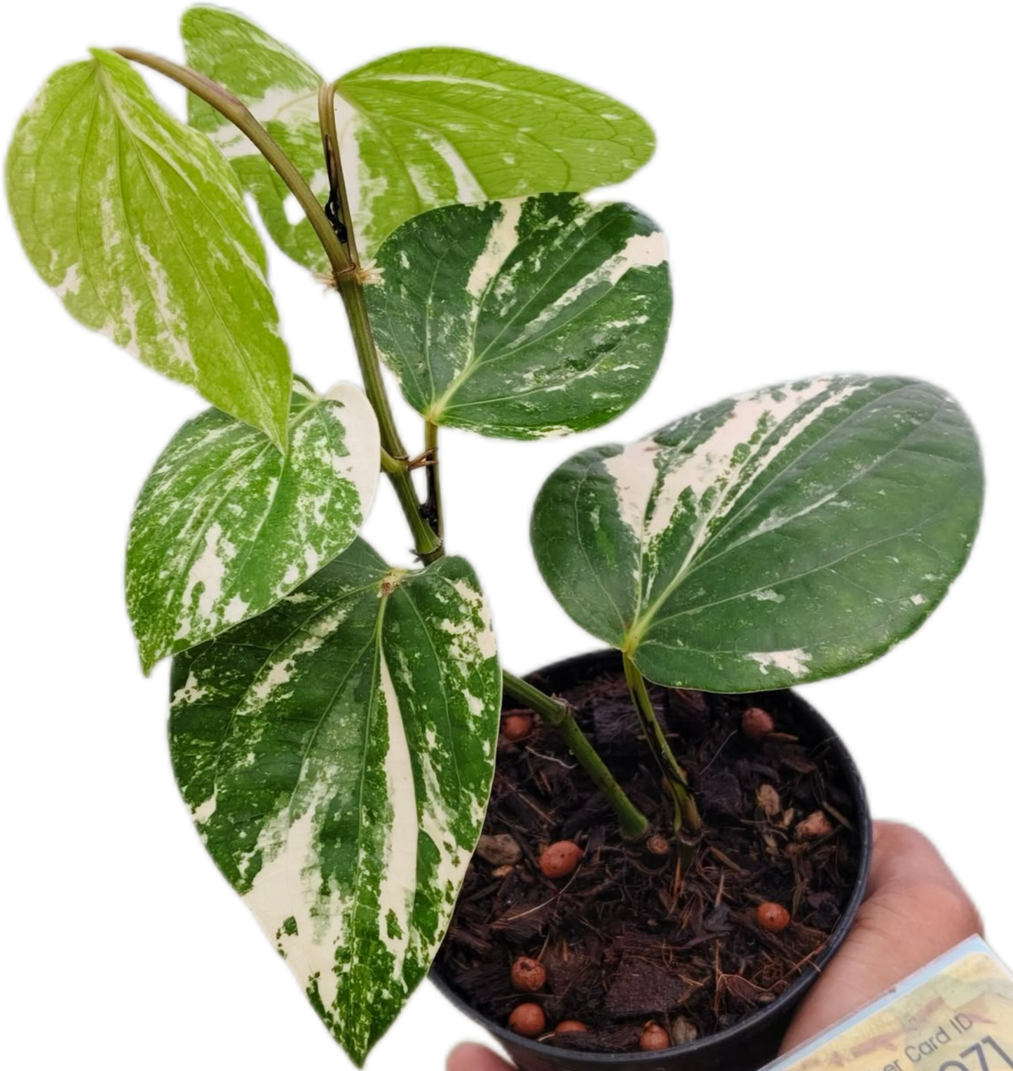 Piper nigrum Variegated