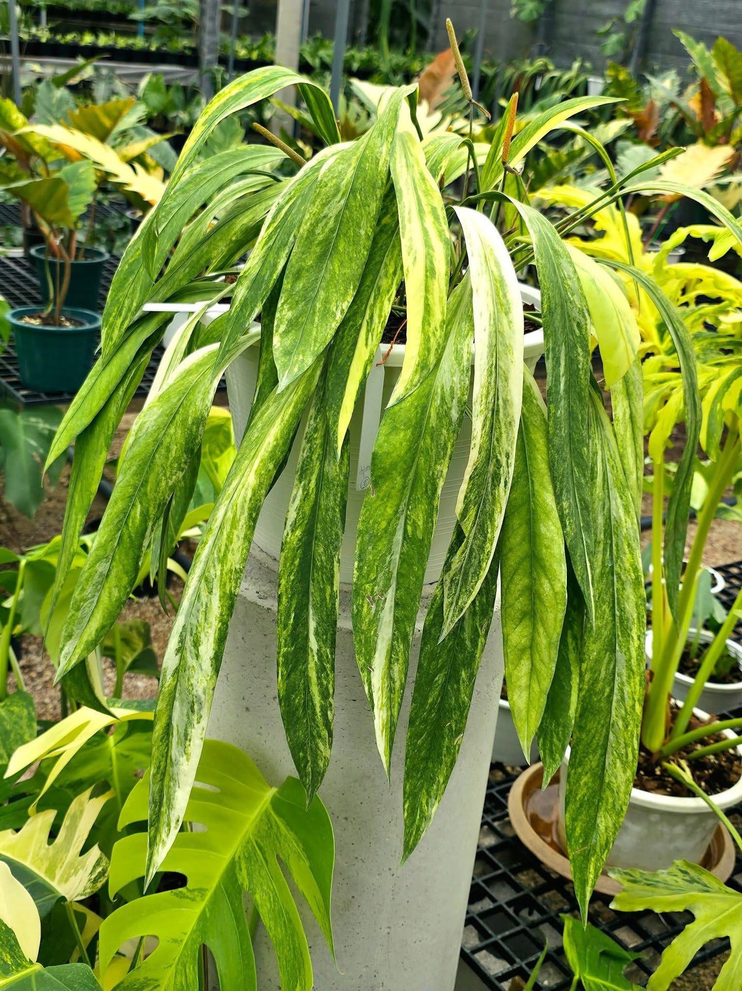 Anthurium Vittarifolium Variegated