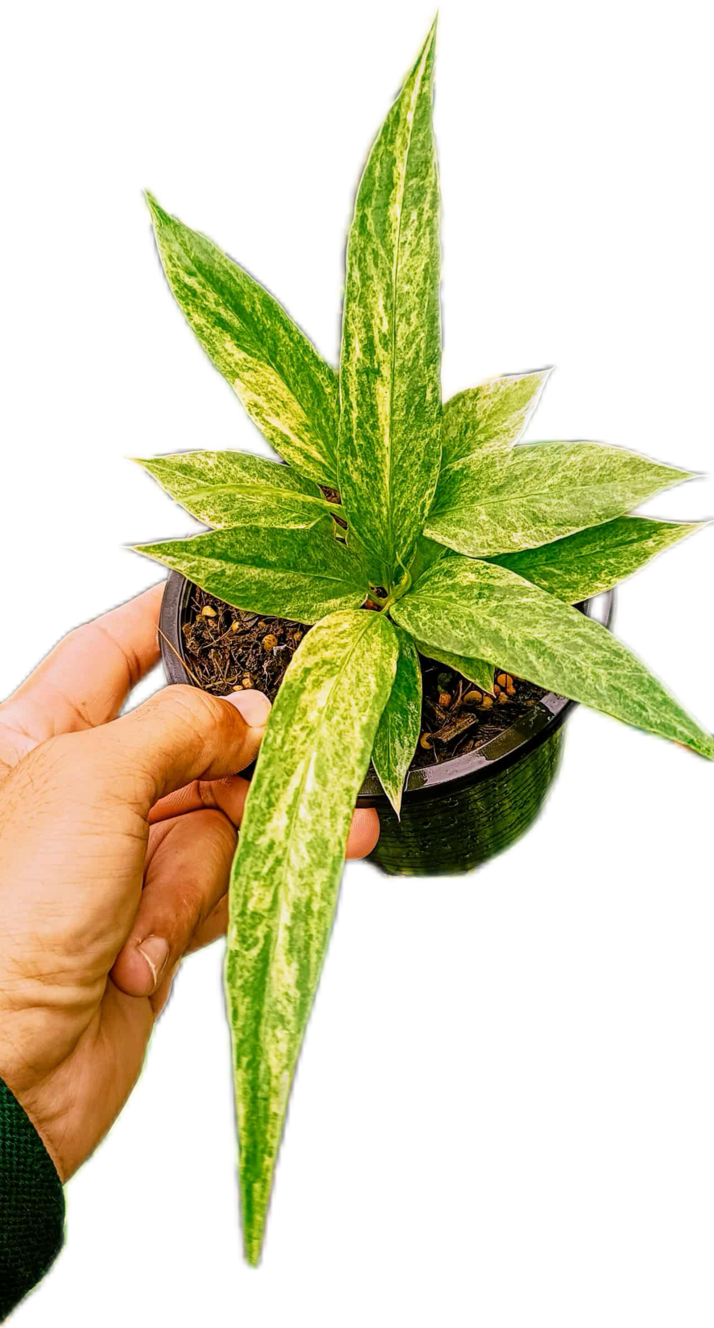 Anthurium Vittarifolium Variegated