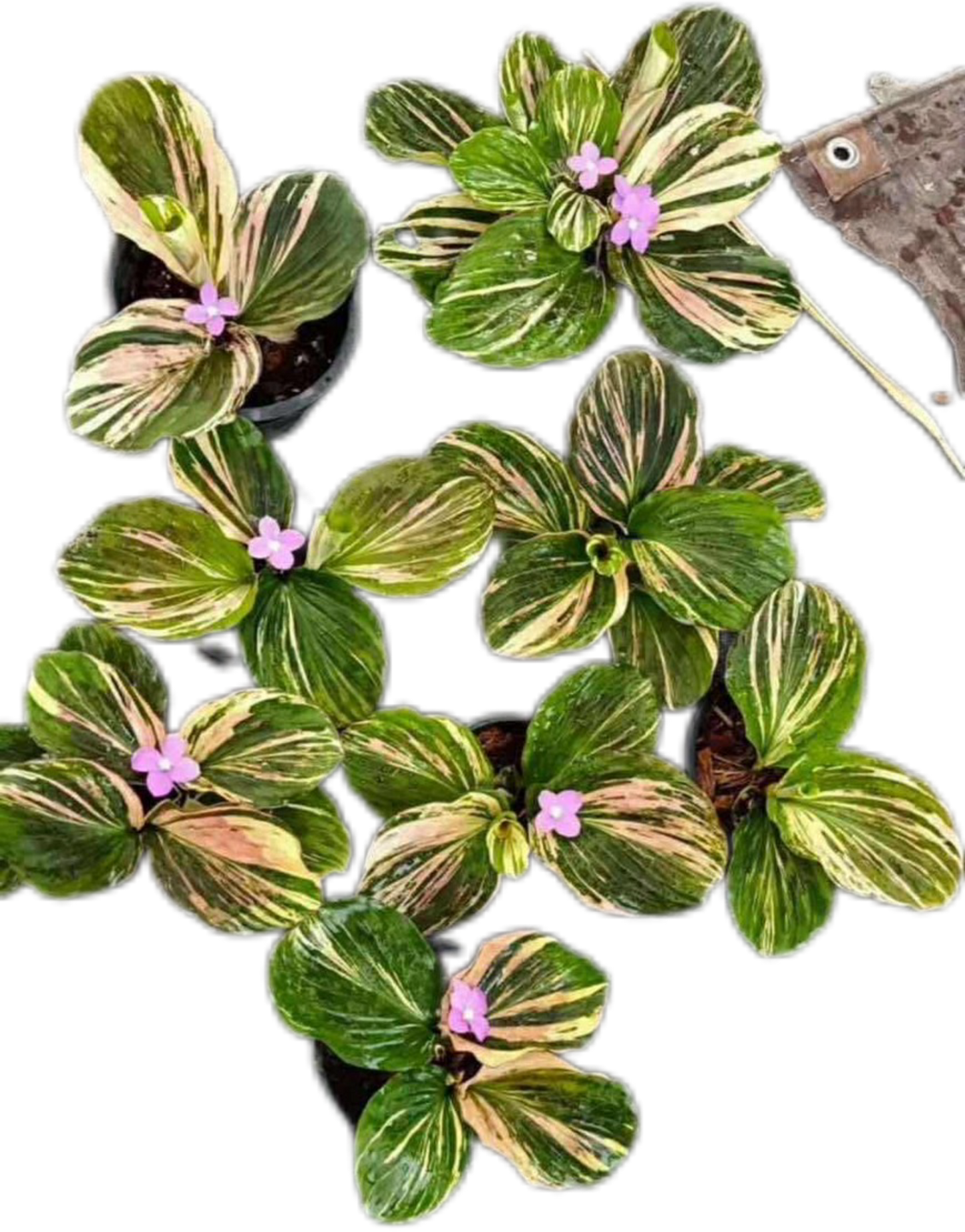 Kaempferia sp. Variegated Set of 5 Plants