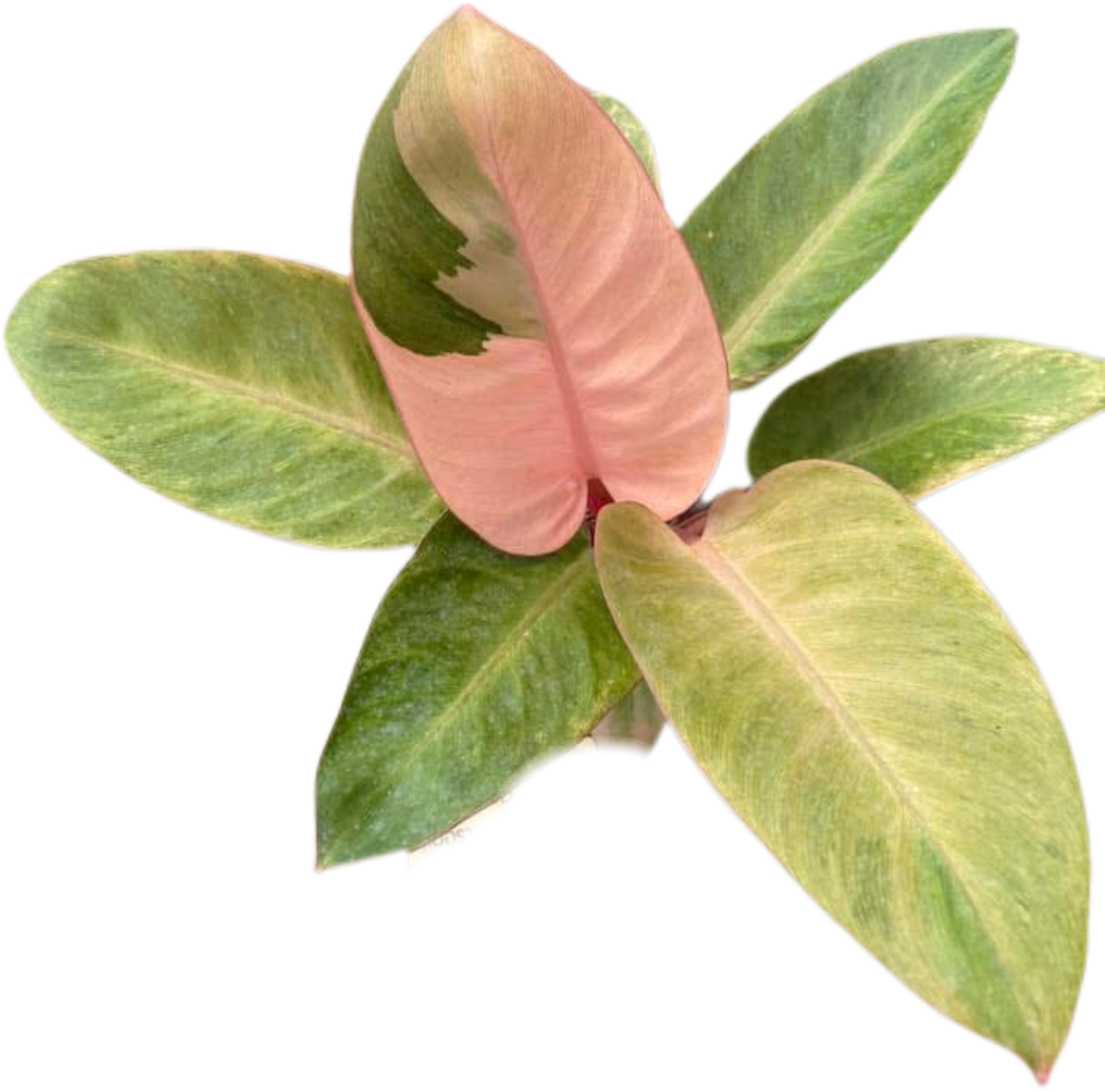 Philodendron Red Congo Mint Set of 5 plants