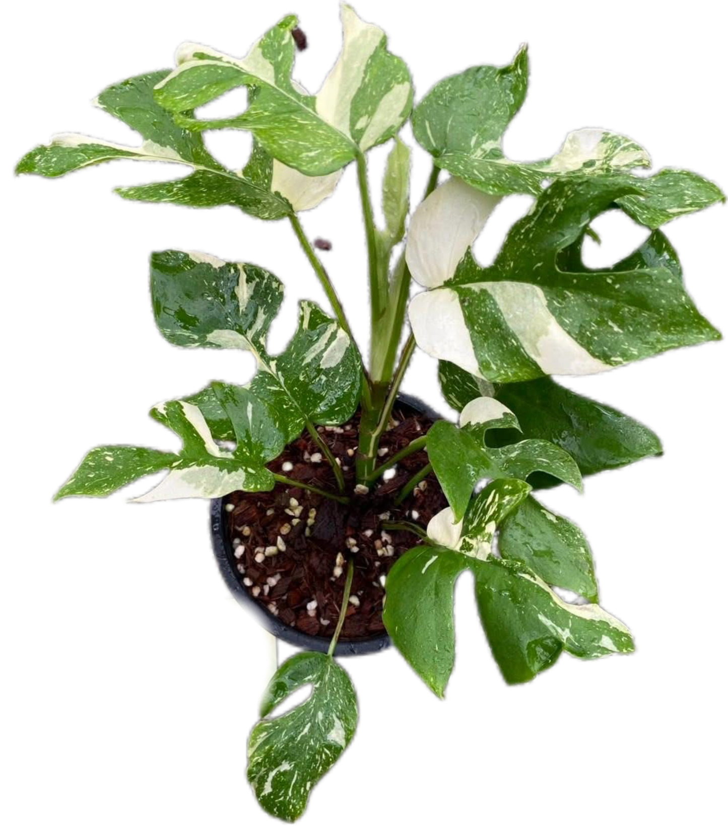 Rhaphidophora Tetrasperma ‘Ginny’ – Thai Constellation Var