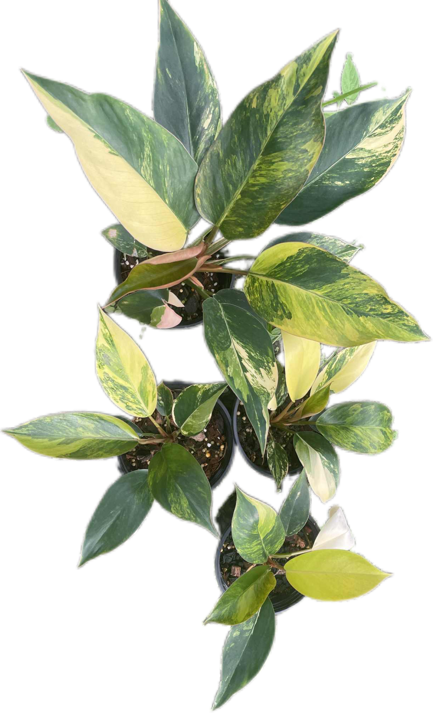 Philodendron Yellow Congo Variegated (Set of 5 Plants)