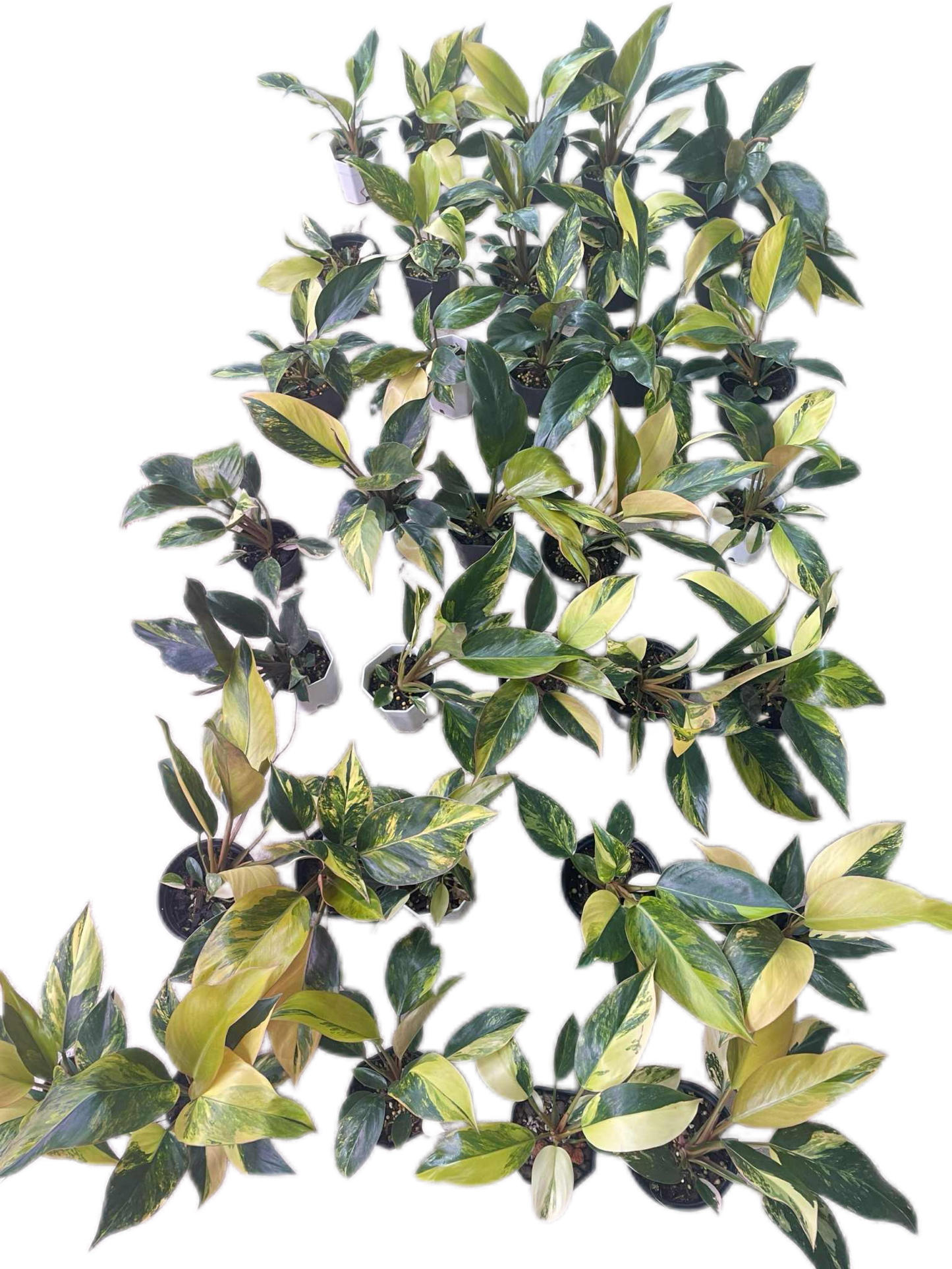 Philodendron Yellow Congo Variegated (Set of 5 Plants)