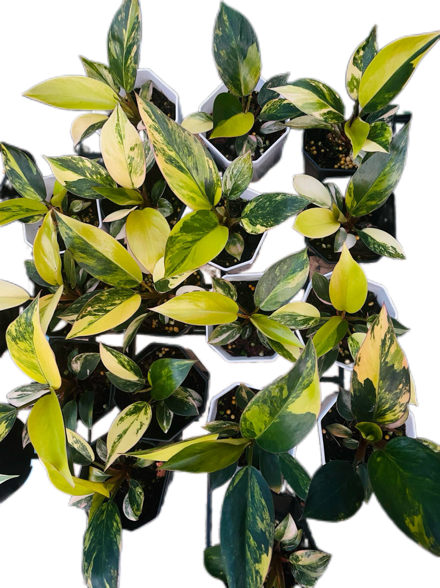Philodendron Yellow Congo Variegated (Set of 5 Plants)