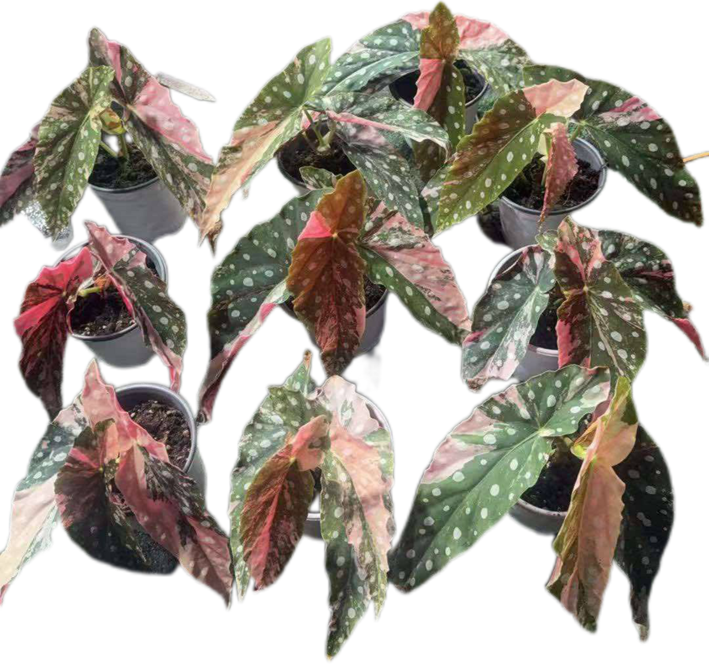 Begonia Maculata Pink Variegated