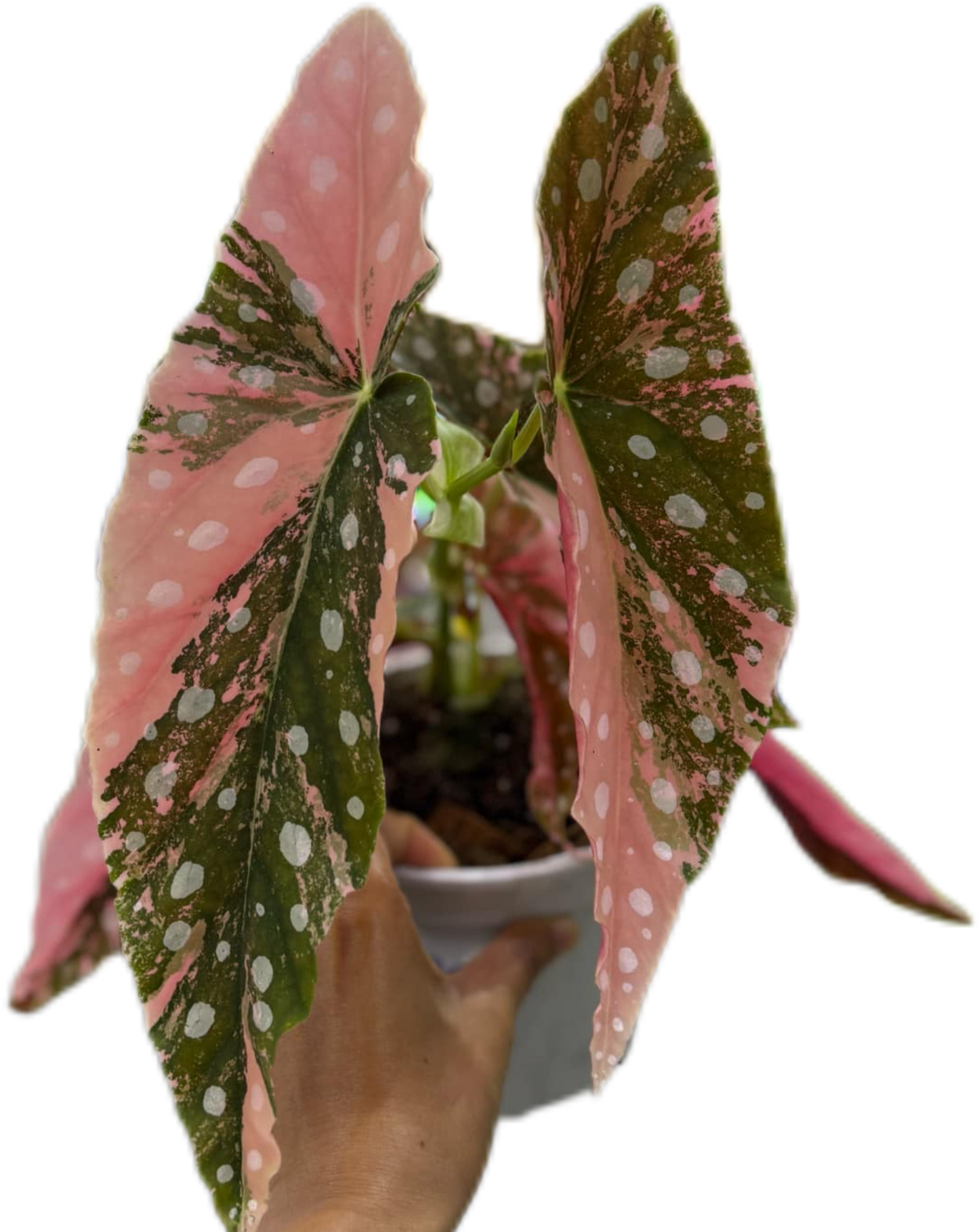 Begonia Maculata Pink Variegated
