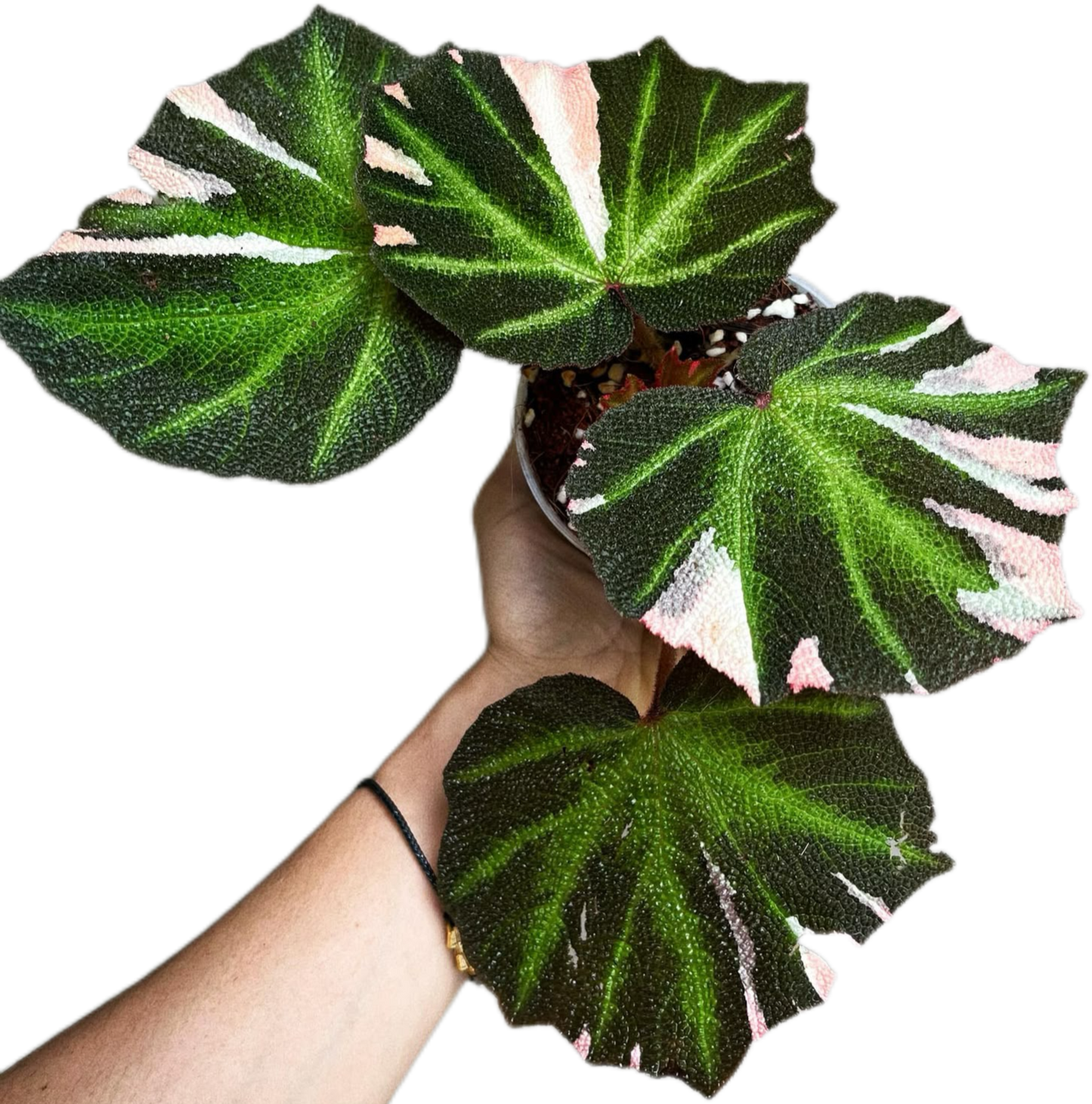 Begonia Soli Mutata Variegated
