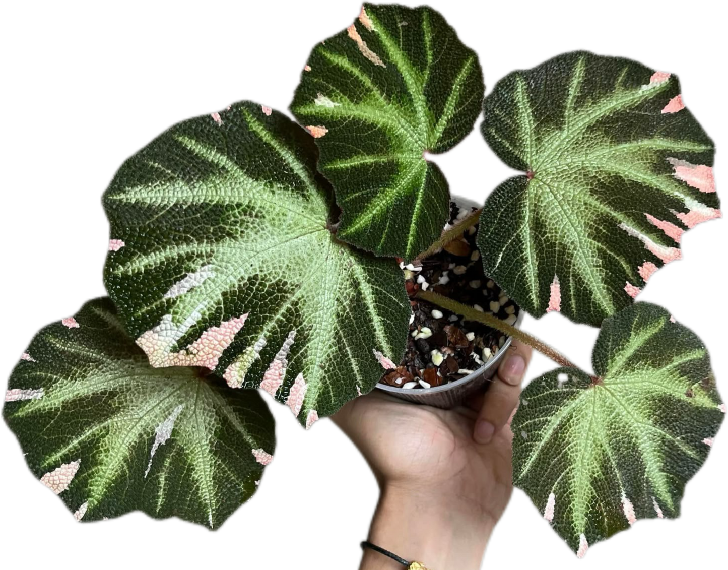 Begonia Soli Mutata Variegated