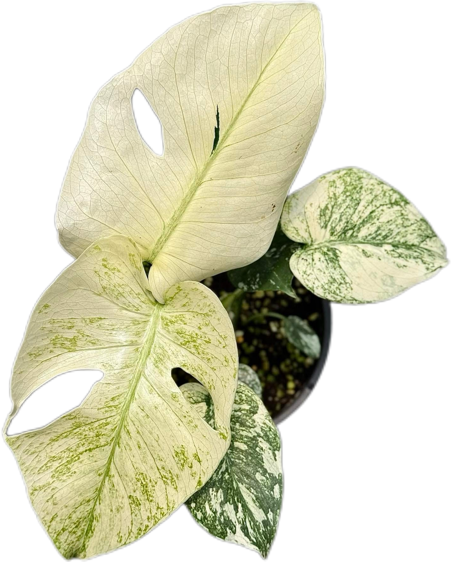 Monstera Deliciosa “Silver Star”