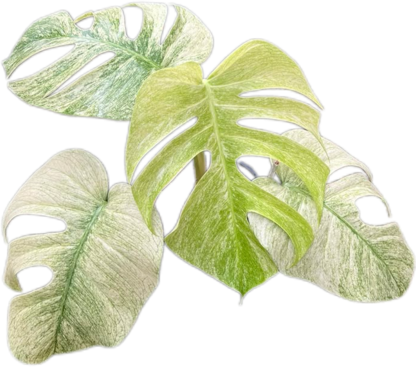 Monstera Borsigiana ‘Full Mint’ Variegated