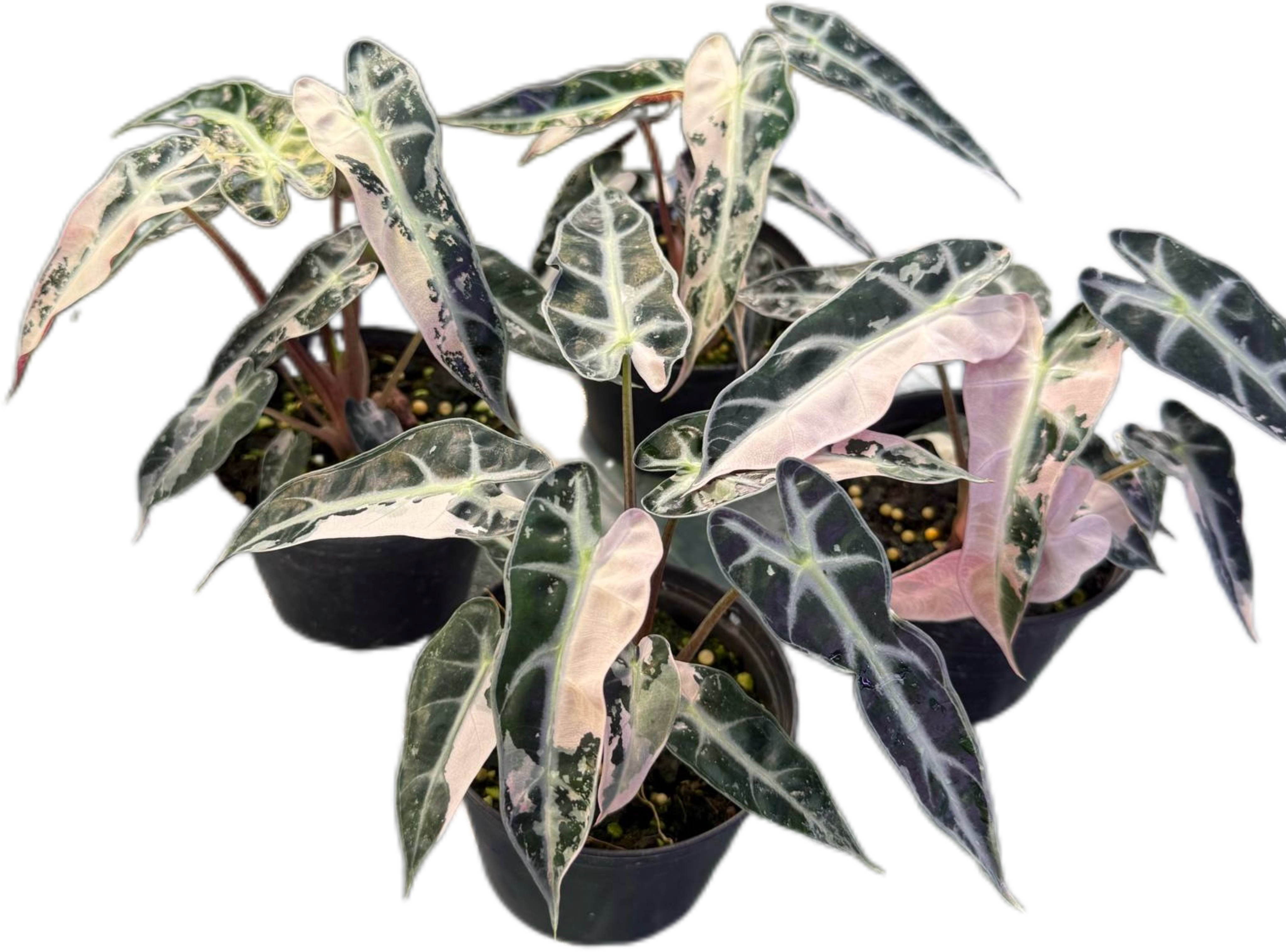 Buy Alocasia Bambino Pink Variegated | Thailand Export