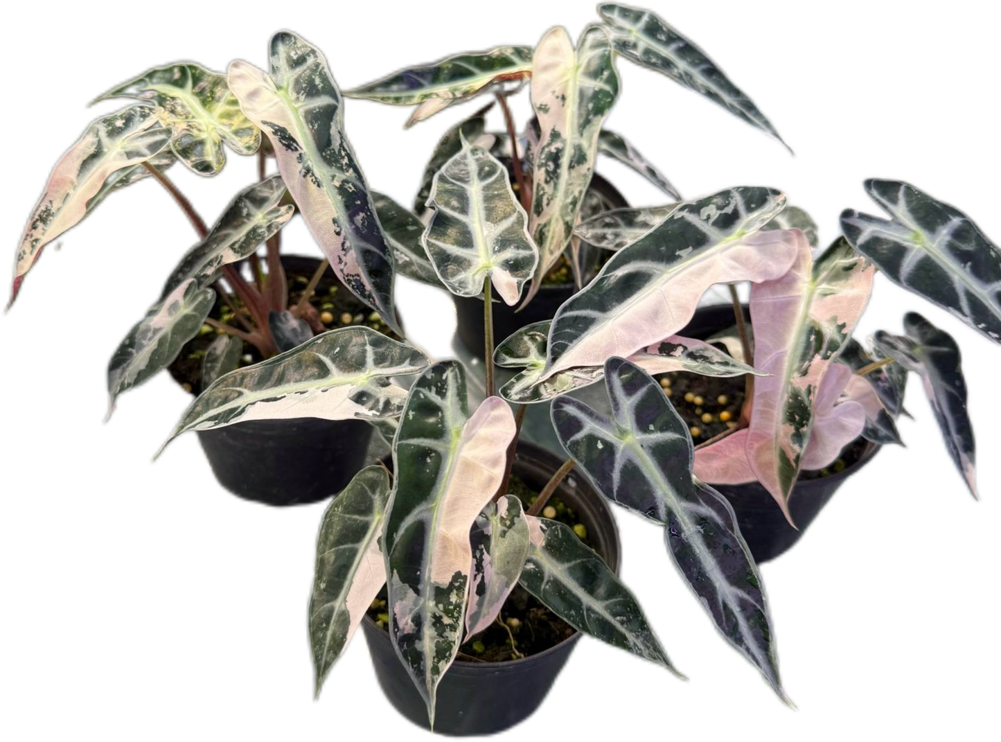 Alocasia Bambino Pink Variegated