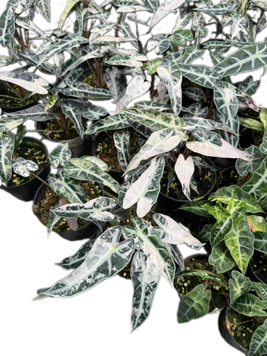 Alocasia Bambino Pink Variegated Set of 5 Plants
