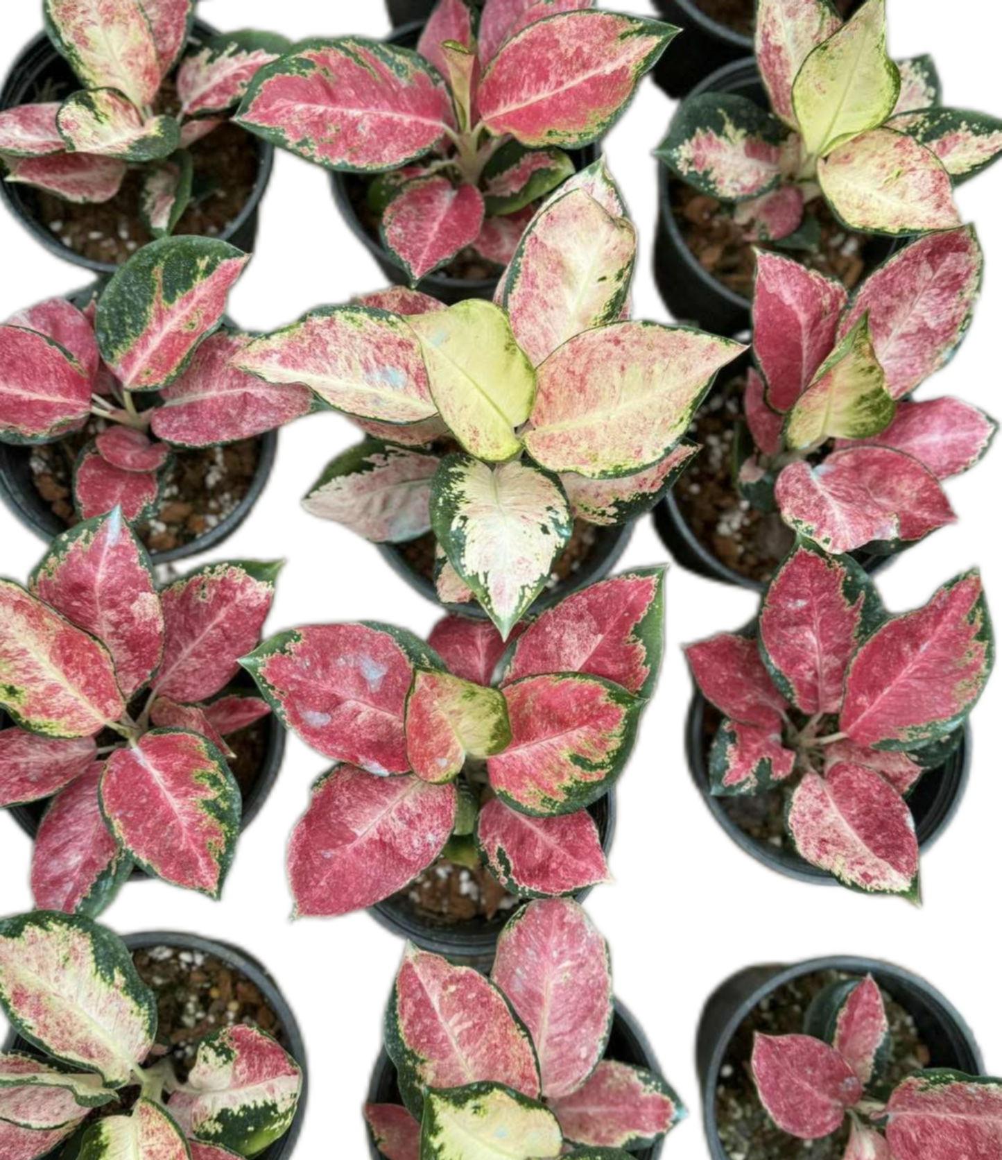 Aglaonema “Tricolor Cochin”