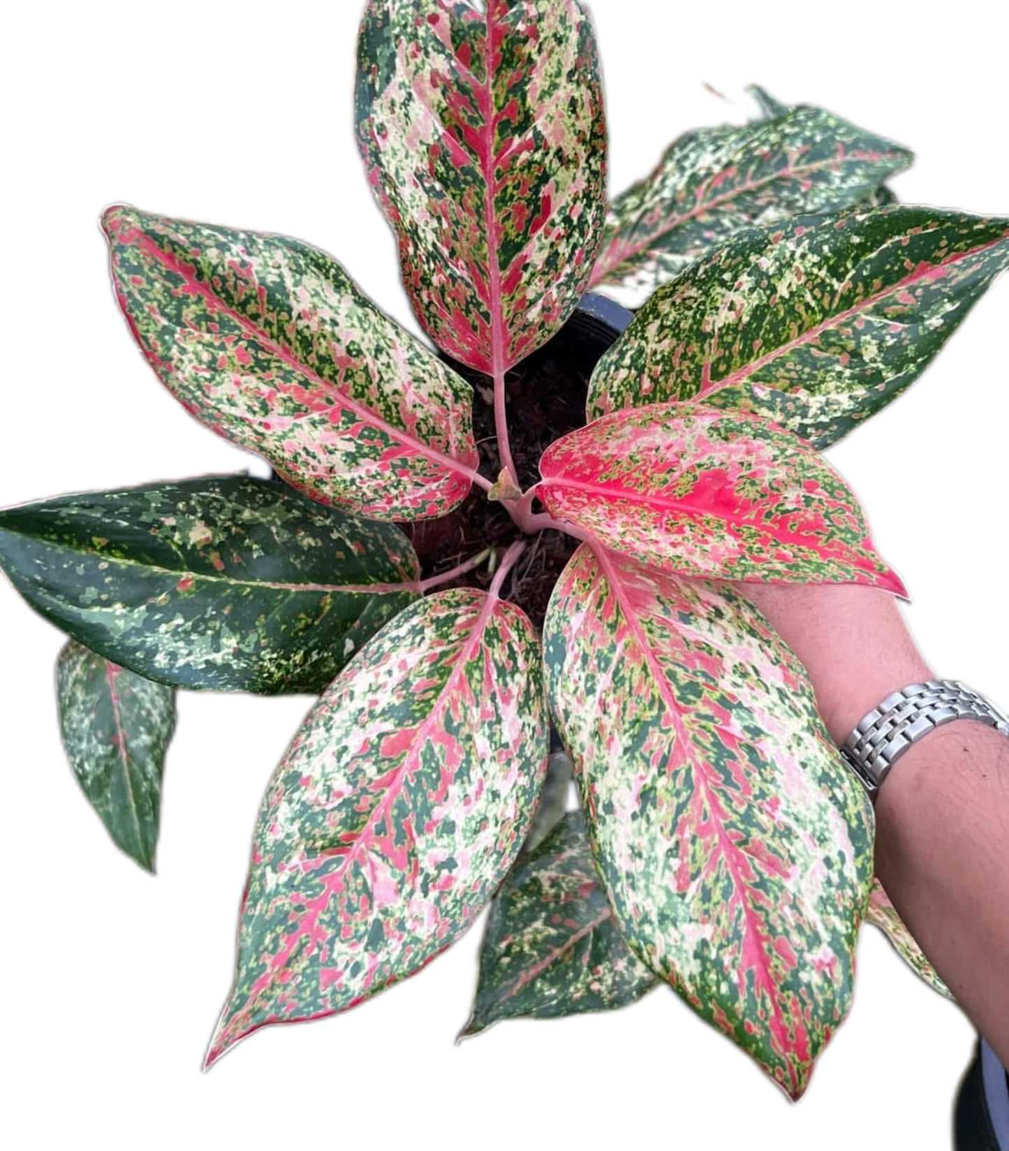 Aglaonema ‘20 Karat’ Wholesale of 5 Plants