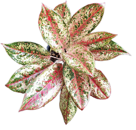 Aglaonema ‘20 Karat’ Wholesale of 5 Plants