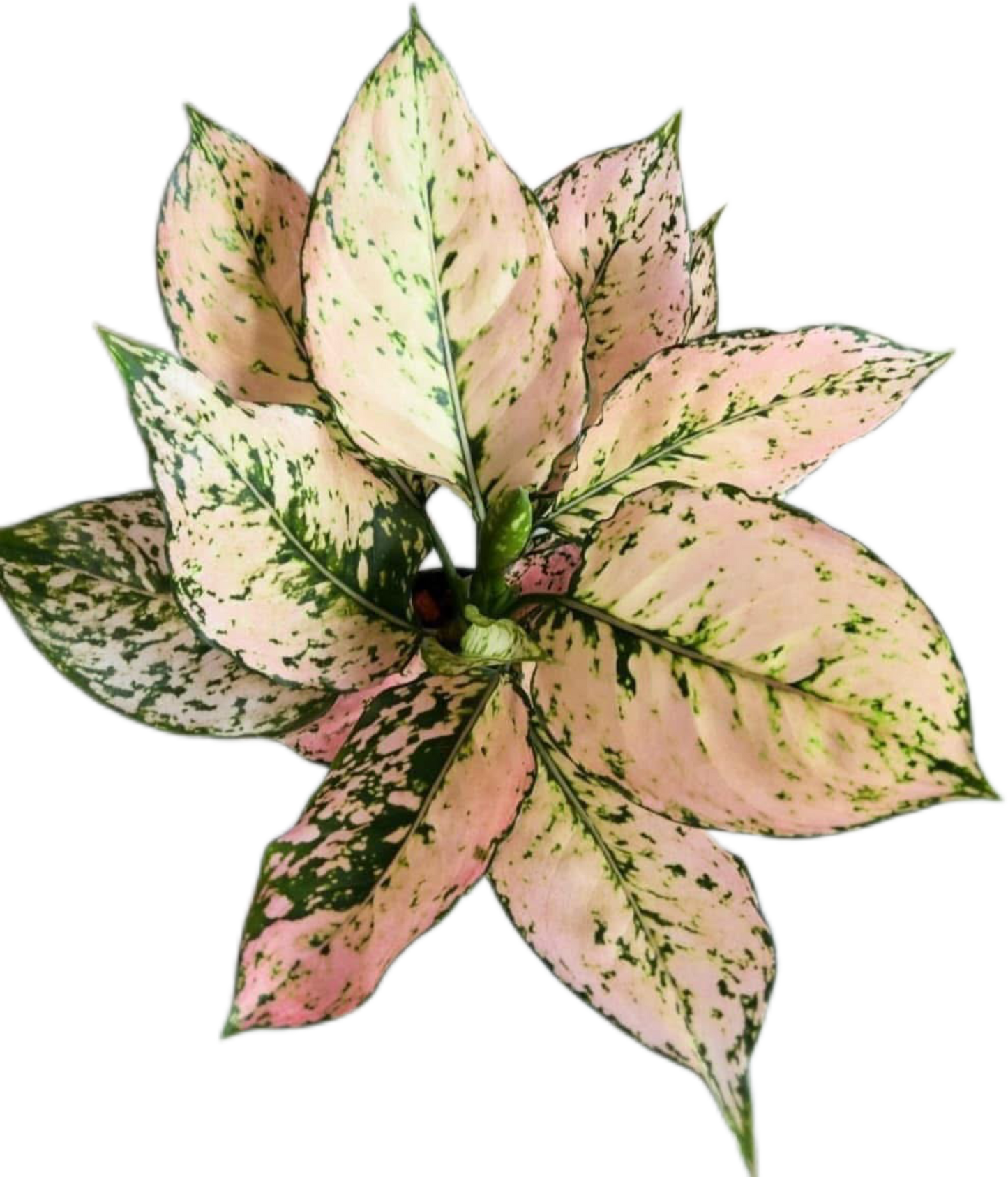 Aglaonema “Kham Khun Orange” Set of 5 Plants