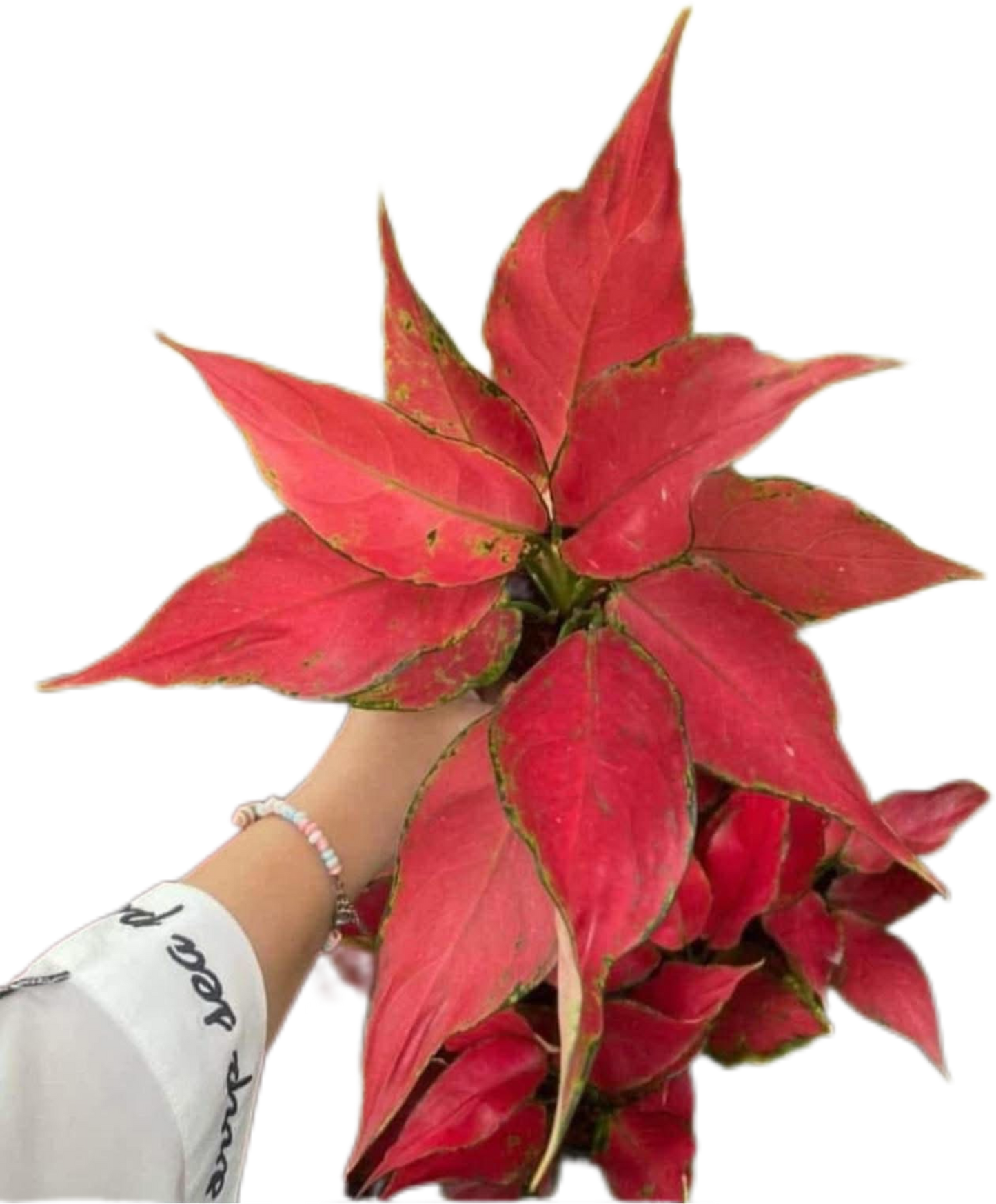 Aglaonema “Manee Rung Ruang” Set of 5 Plants