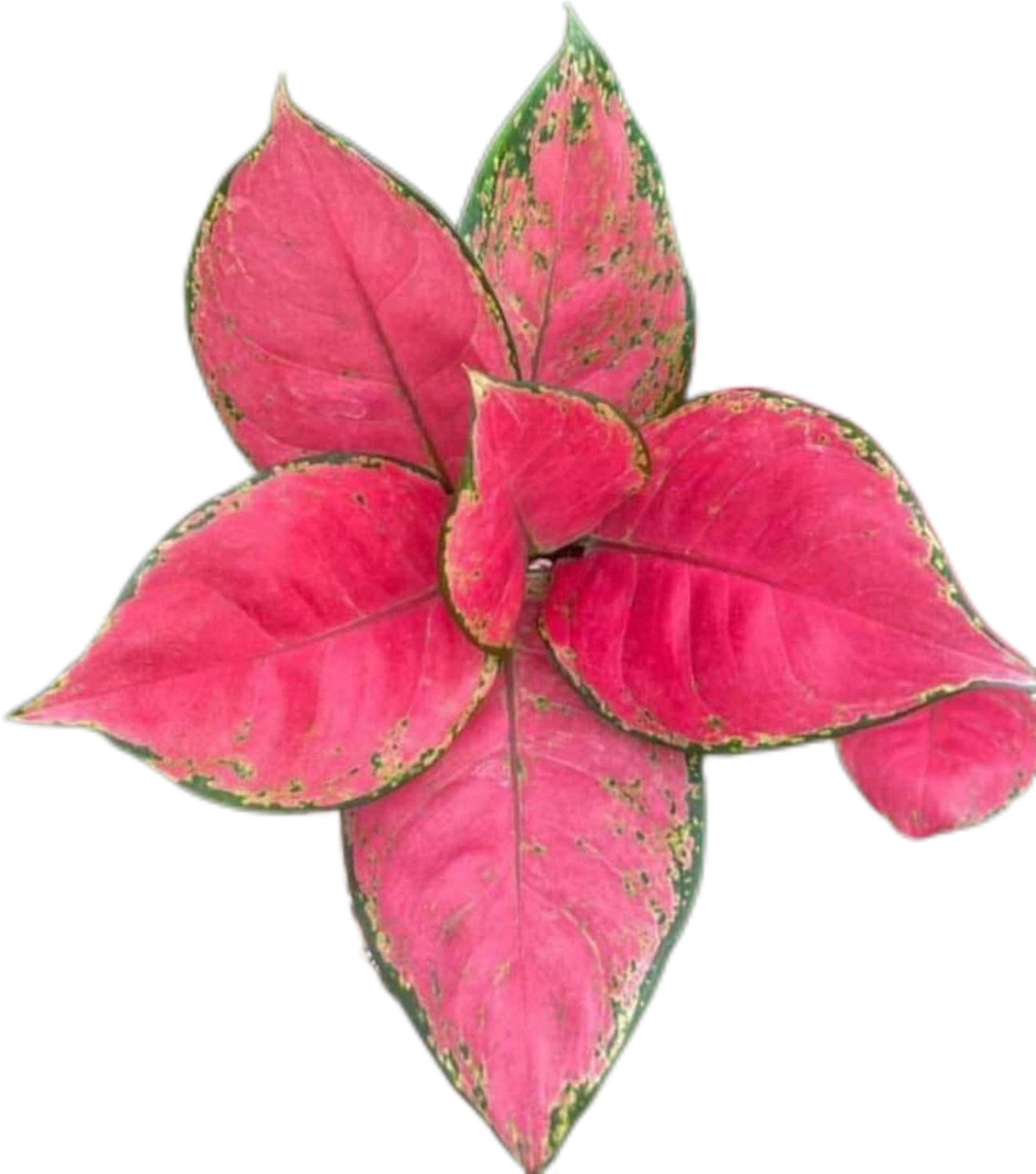 Aglaonema “Super Red” Wholesale Set of 5 Plants