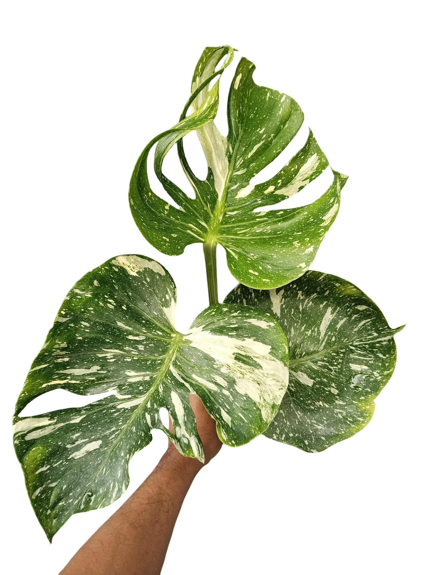 Monstera Deliciosa “Medusa” Variegated