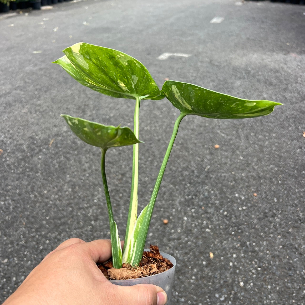 Monstera Thai Constellation “Cup Form” Variegated –(Actual Plant)