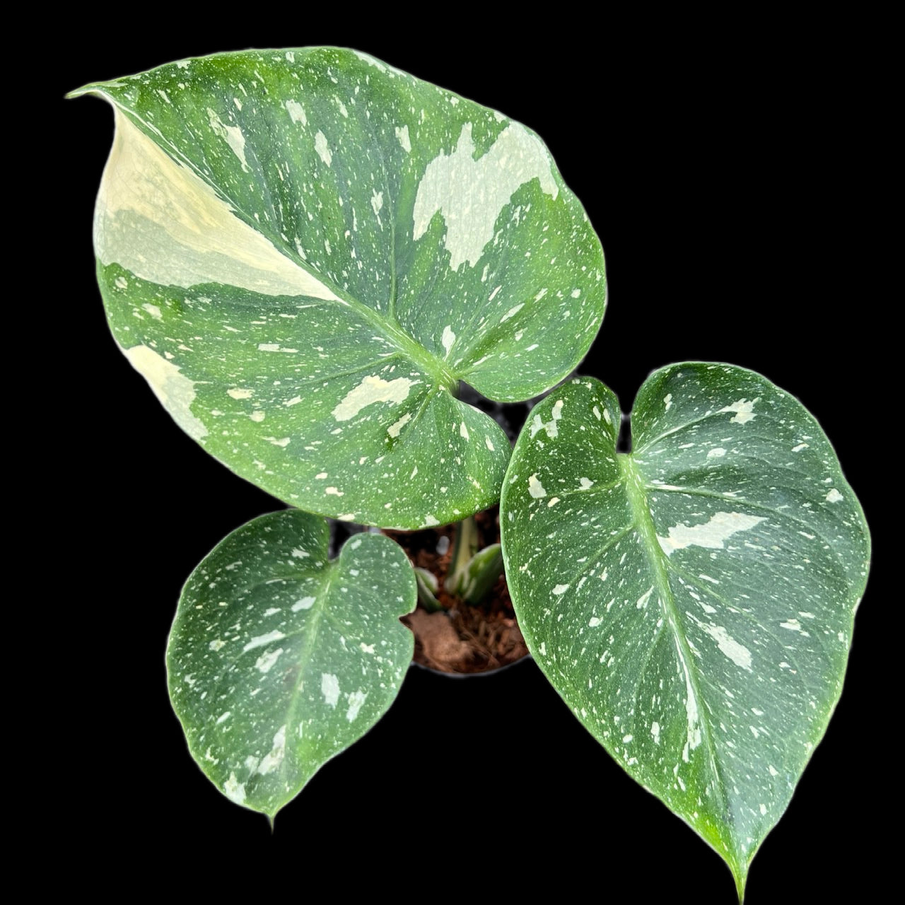 Monstera Thai Constellation “Cup Form” – Rare Variegated – FloristaPearl  Garden