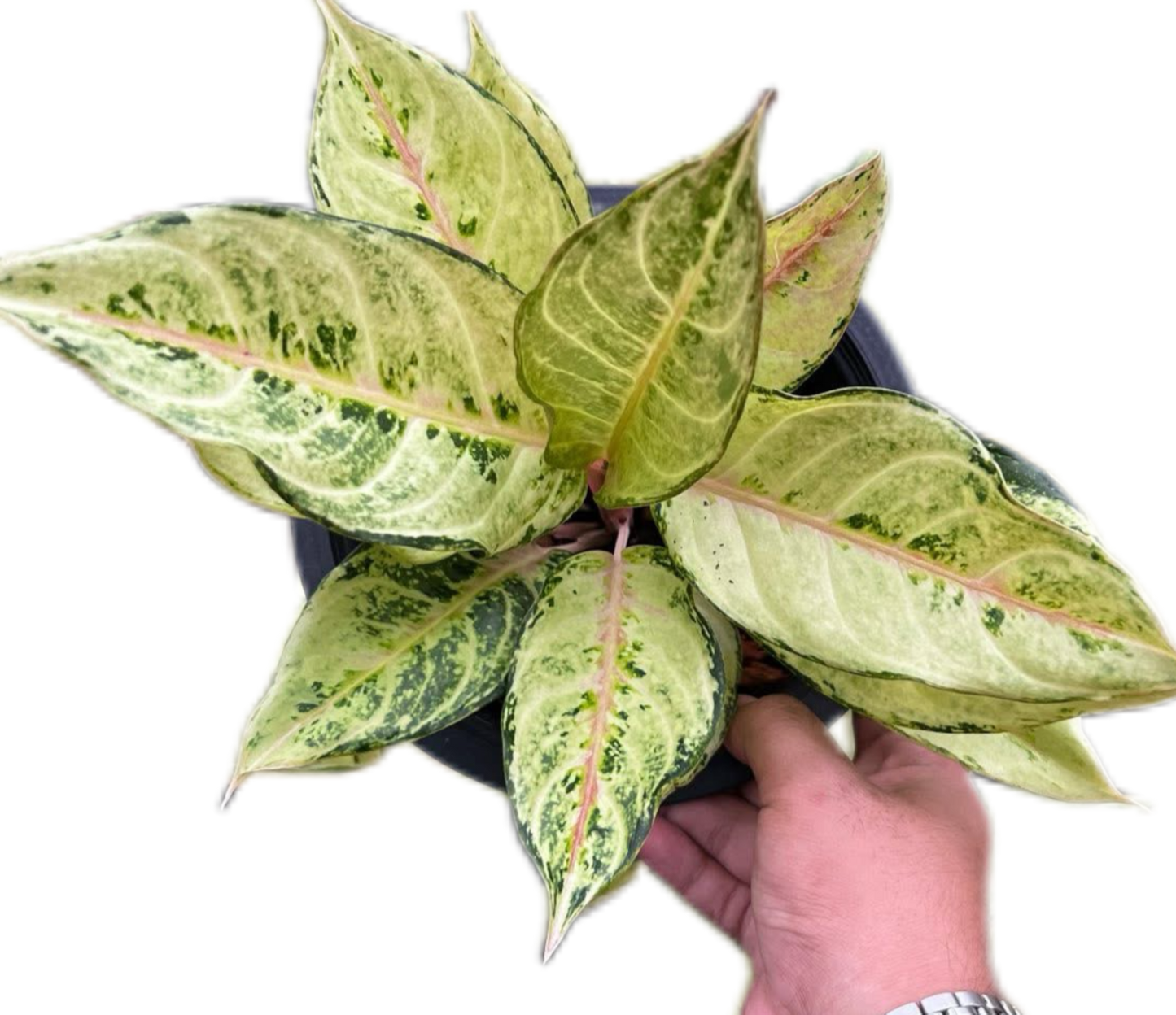 Aglaonema “Lucky” Wholesale of 10 Plants