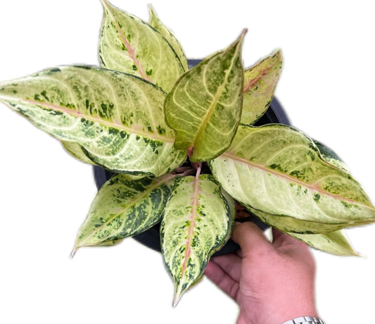 Aglaonema “Lucky” Wholesale of 10 Plants