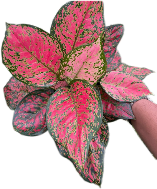 Aglaonema “Anya Manee Daeng” Rounded Leaves (Wholesale Set of 10 Plants)