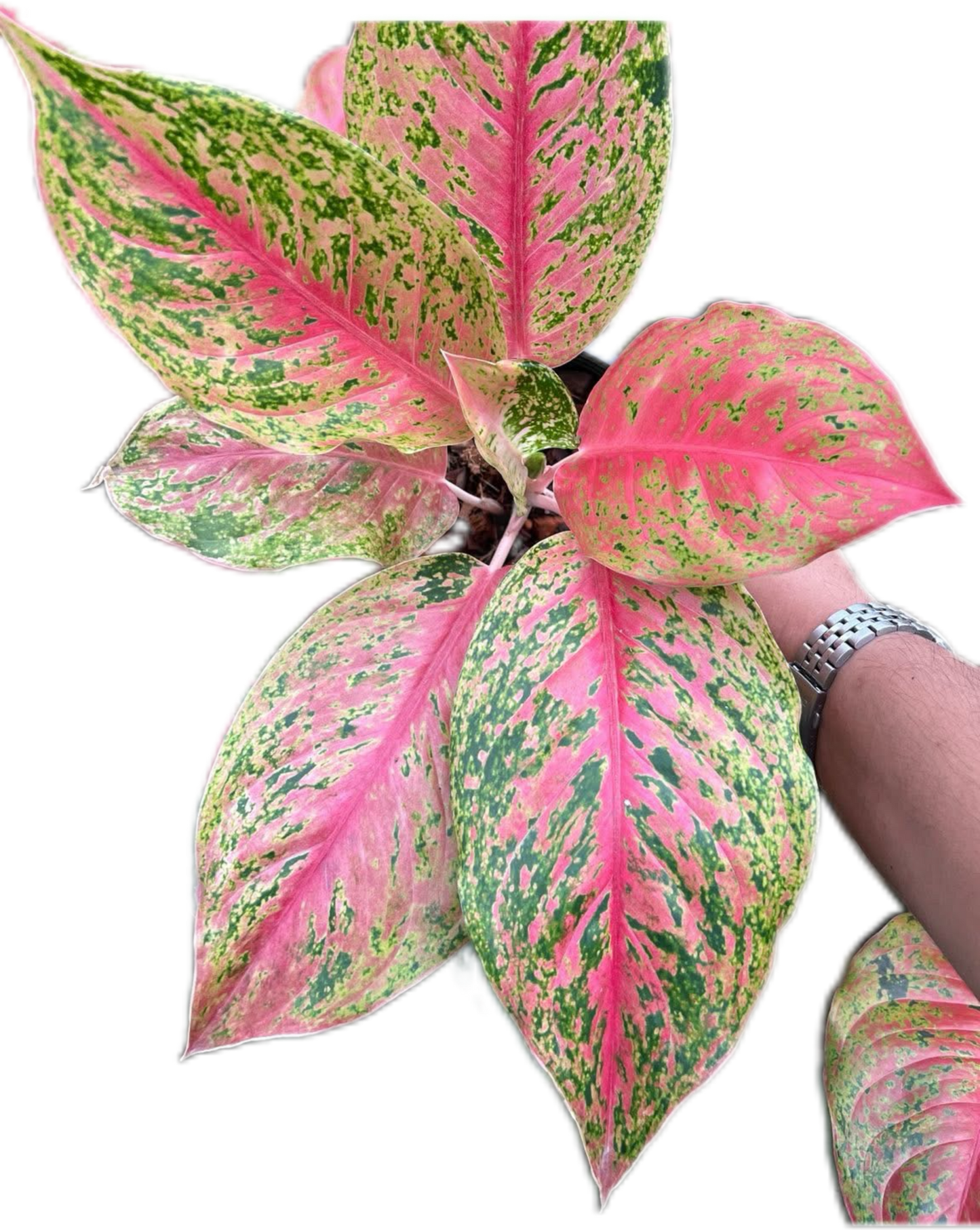 Aglaonema “Lak Sap” Wholesale Set of 10 Plants