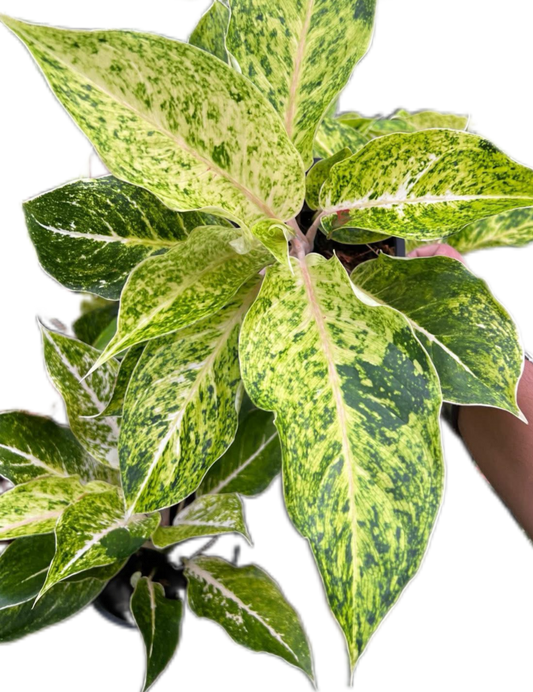 Aglaonema “Lak Sap See Thong” (Wholesale Set of 10 Plants)