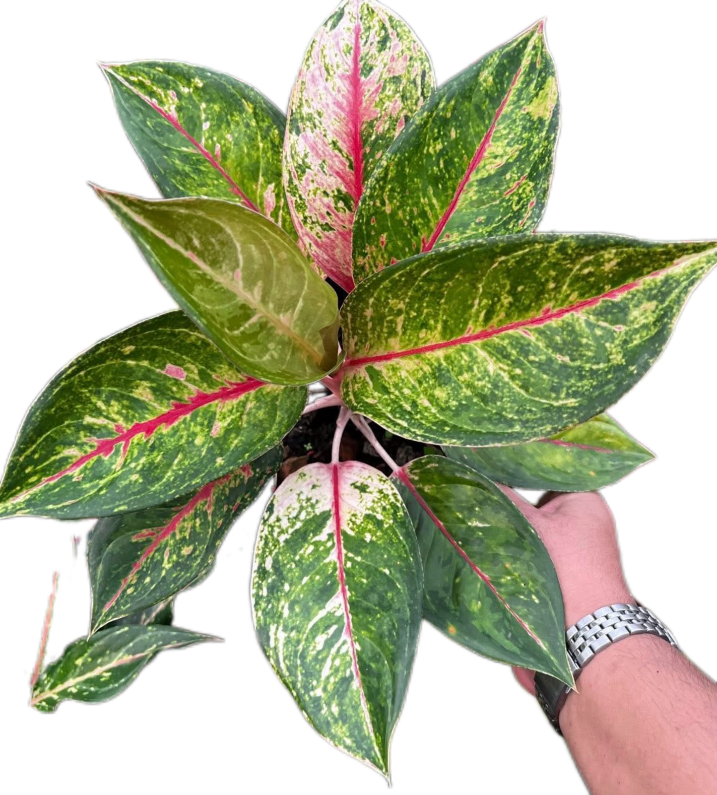Aglaonema “Kwak Ngern Kwak Thong” (Bundle Set of 10 Plants)