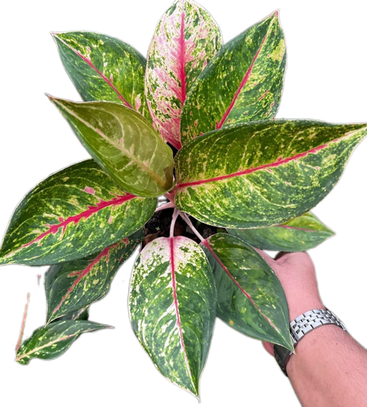 Aglaonema “Kwak Ngern Kwak Thong” (Bundle Set of 10 Plants)
