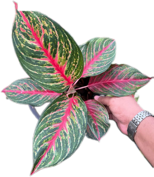 Aglaonema “Amnat Charoen” (Wholesale of 10 Plants)