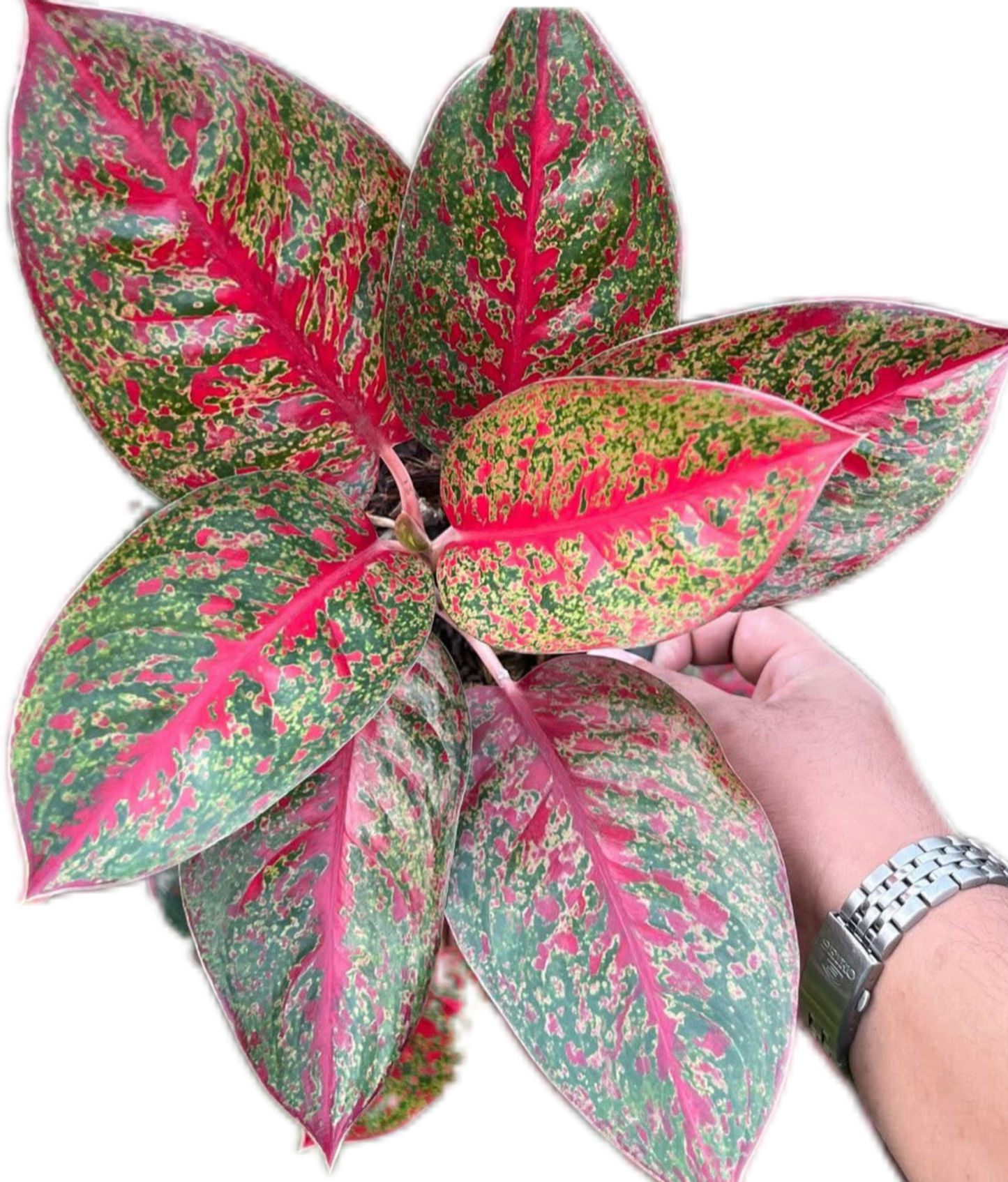 Aglaonema “Sap Mongkol” Wholesale of 10 Plants