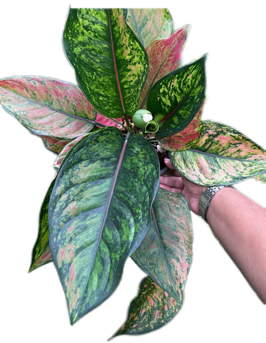 Aglaonema “Heng Heng” Wholesale of 10 Plants